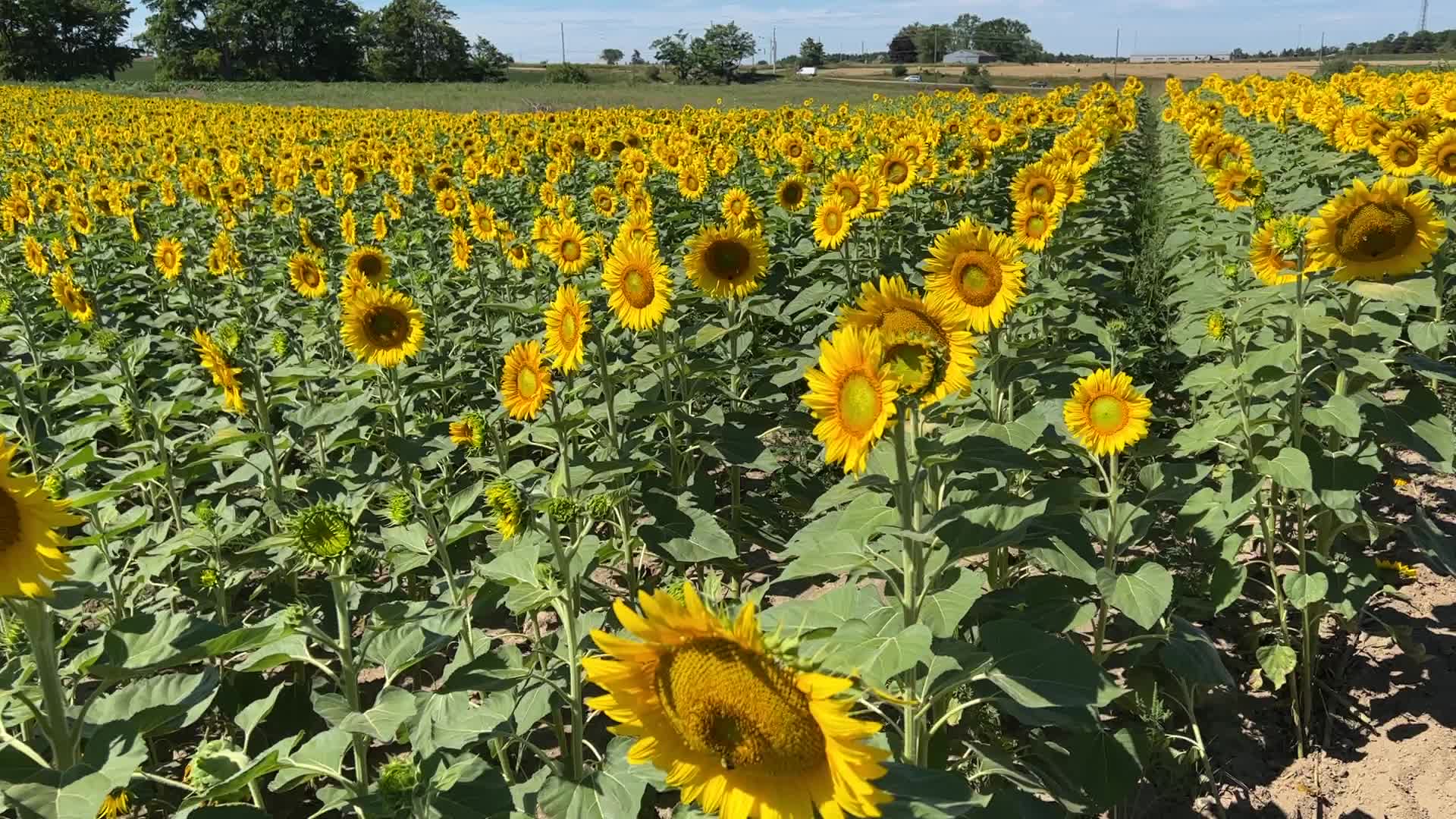 Sunflower field in Canada
