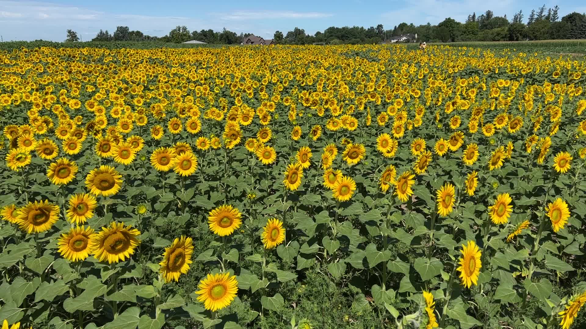 Sunflower field in Canada