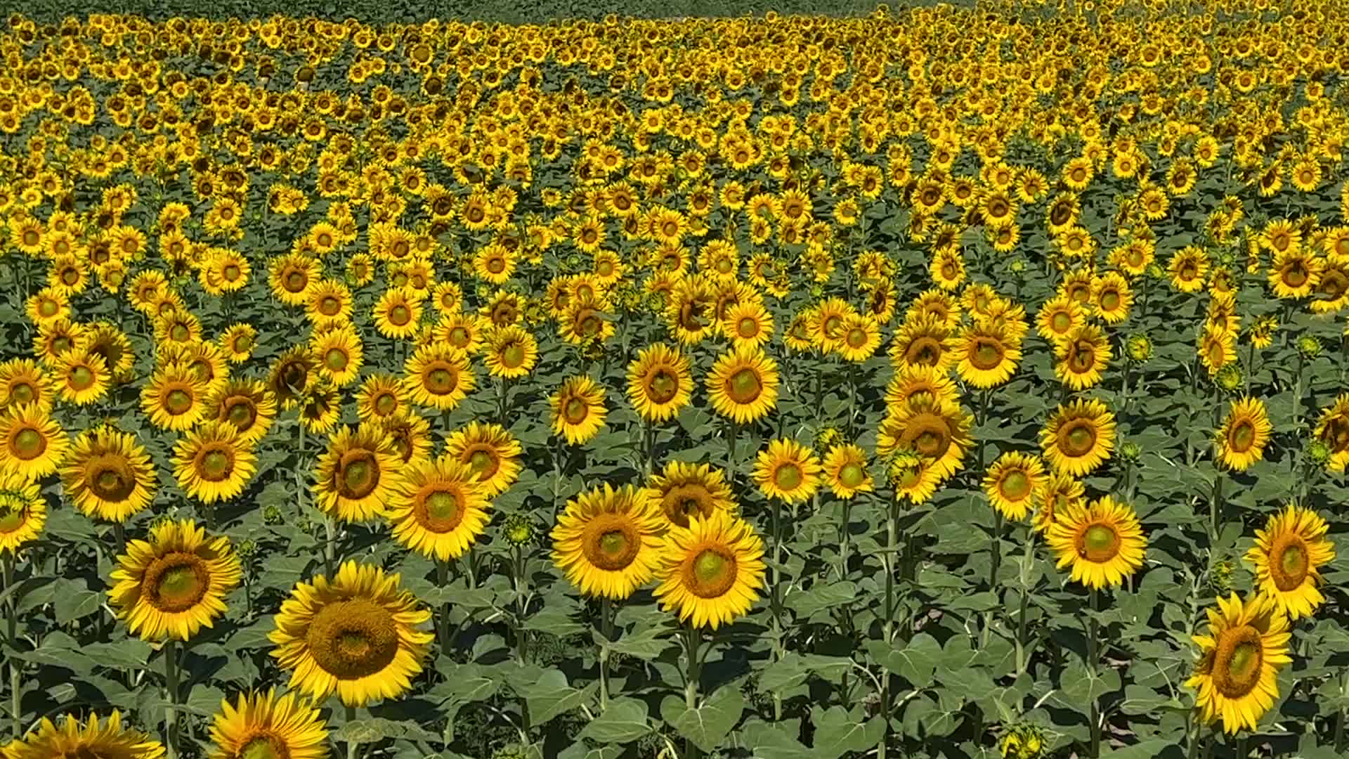 Sunflower field in Canada