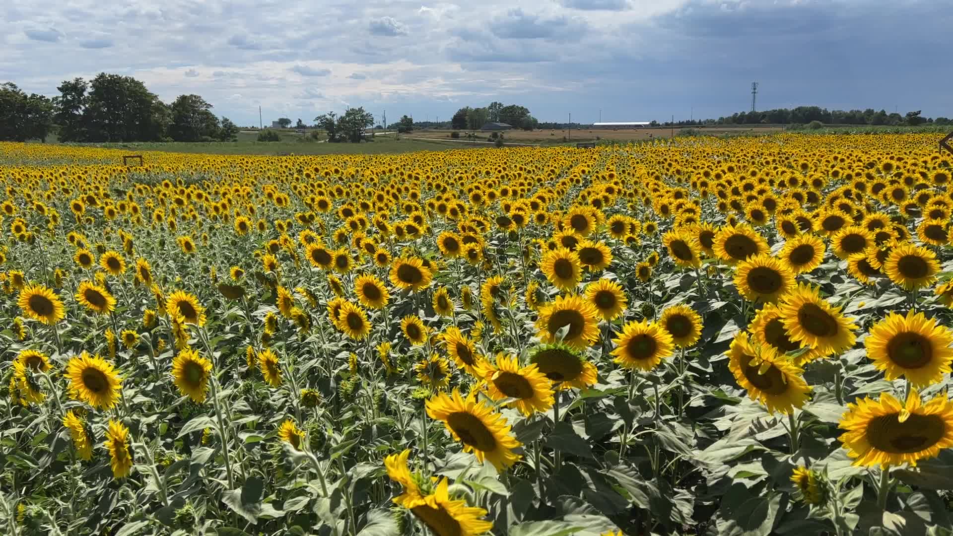 Sunflower field in Canada