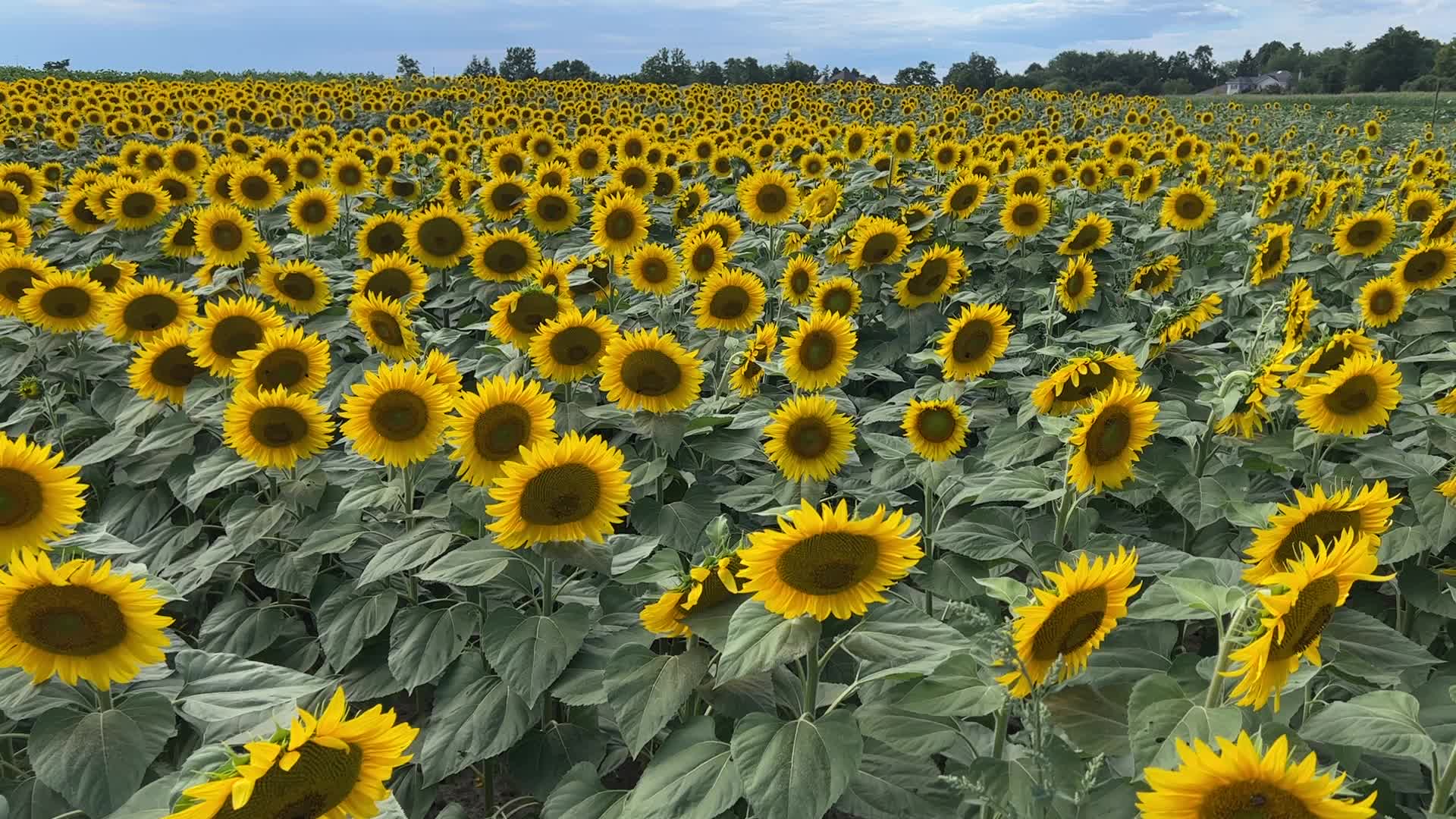 Sunflower field in Canada