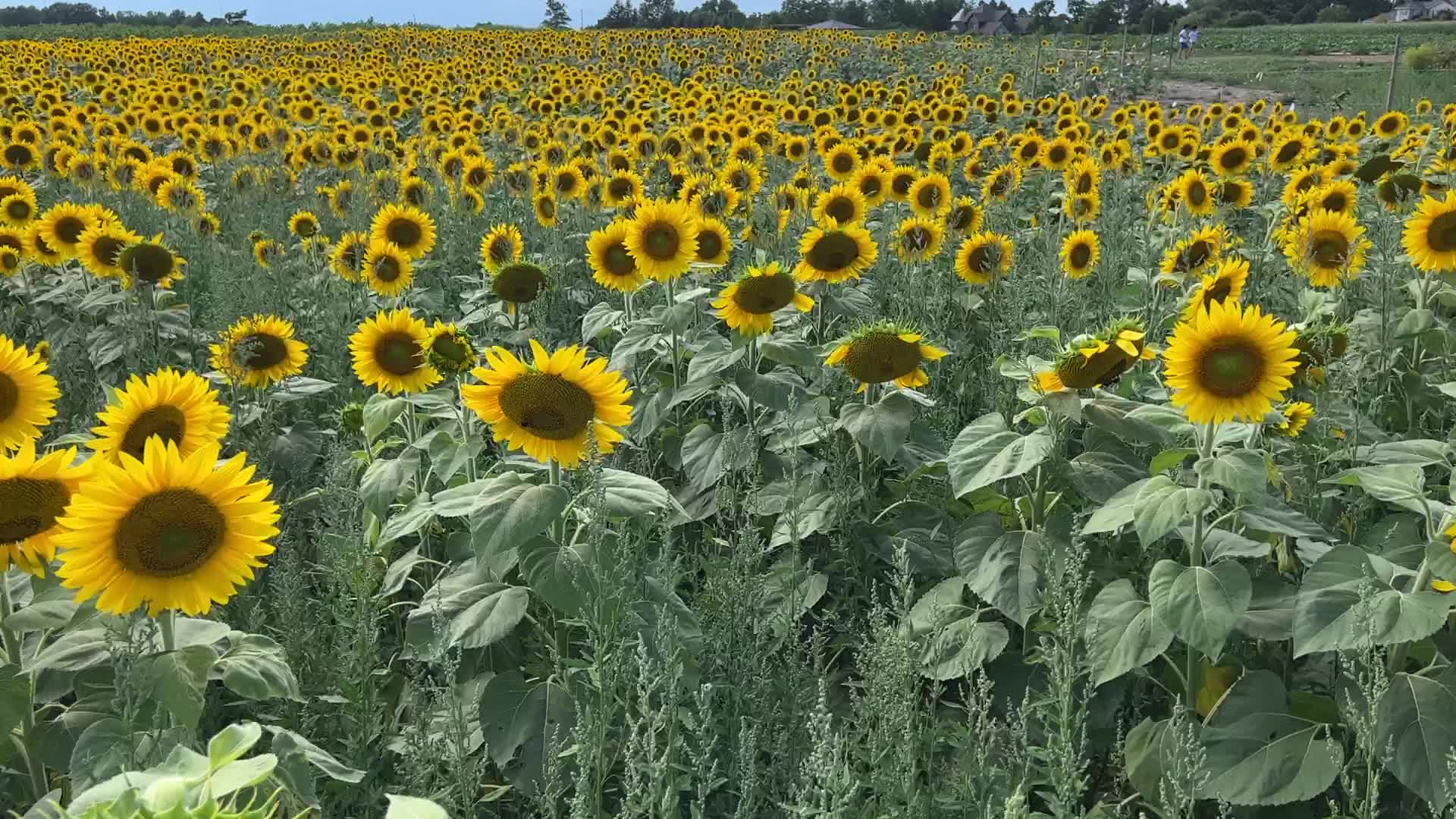 Sunflower field in Canada