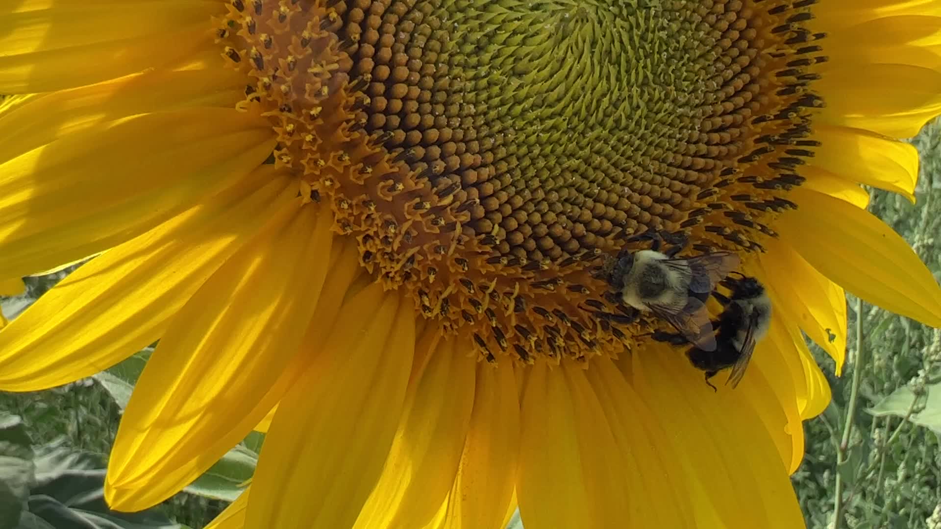 Sunflower field in Canada