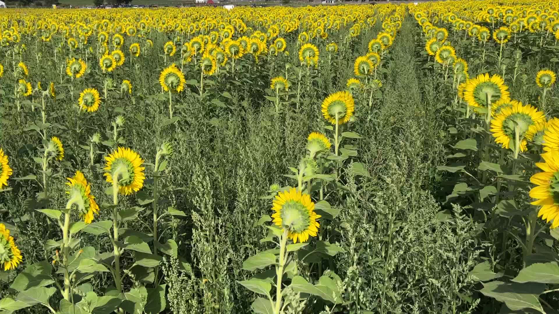 Sunflower field in Canada