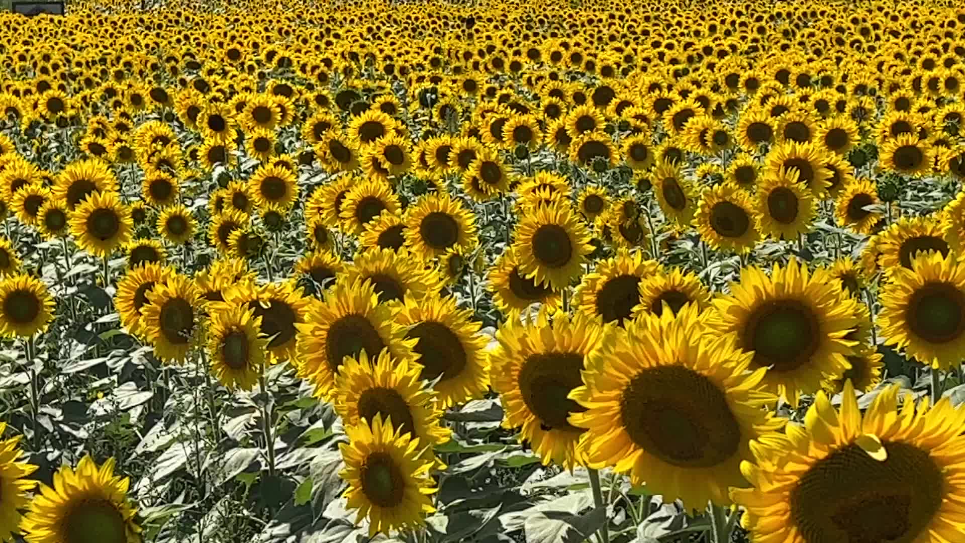 Sunflower field in Canada