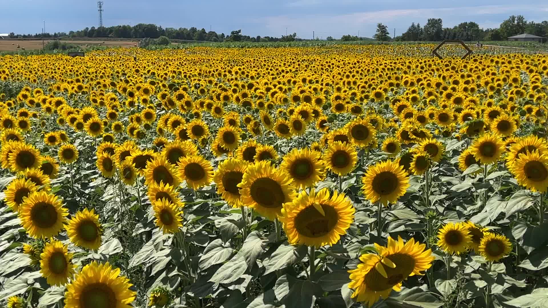 Sunflower field in Canada