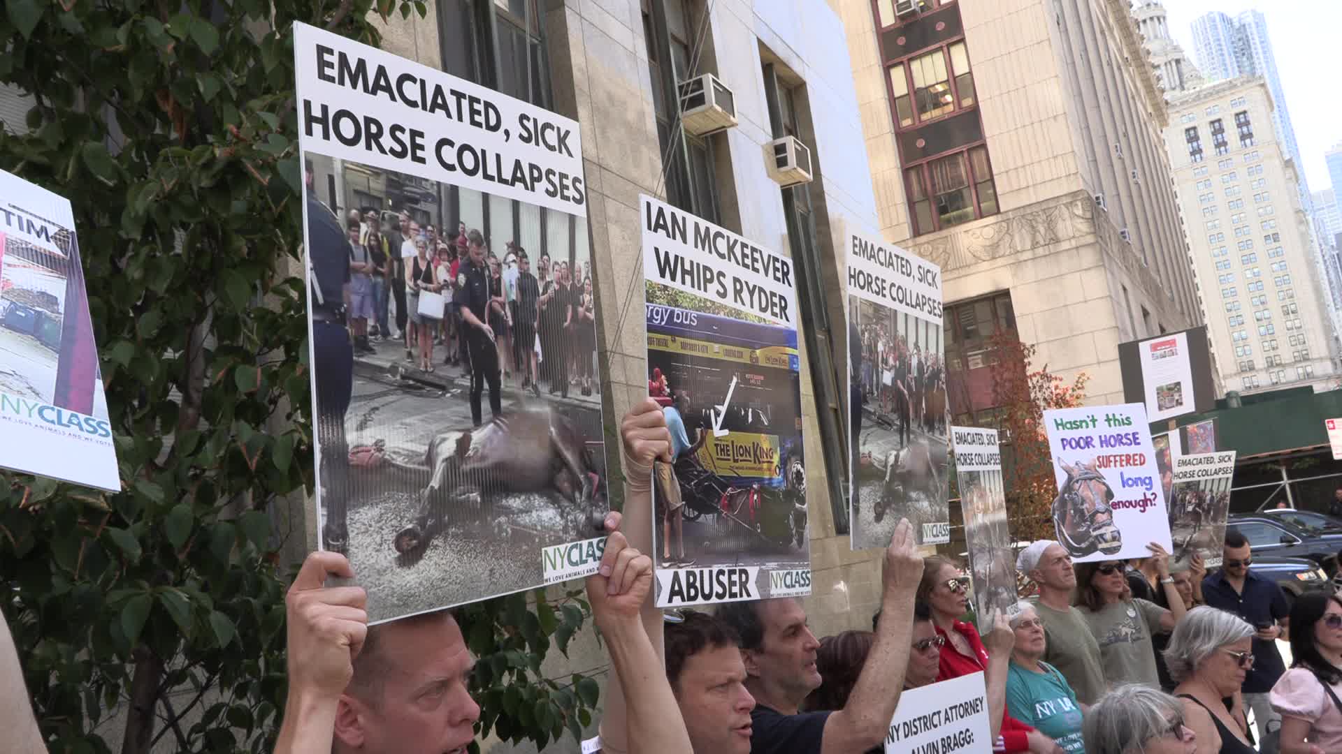 NY: Presser to Prosecute Carriage Horse Abuse