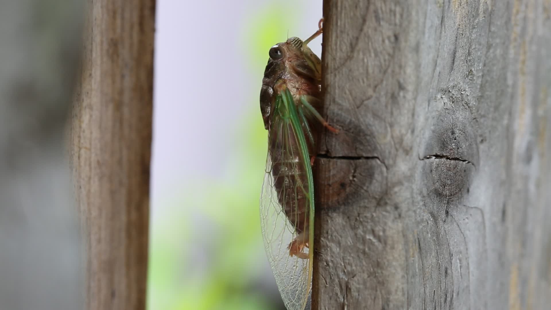 Dog-day cicada