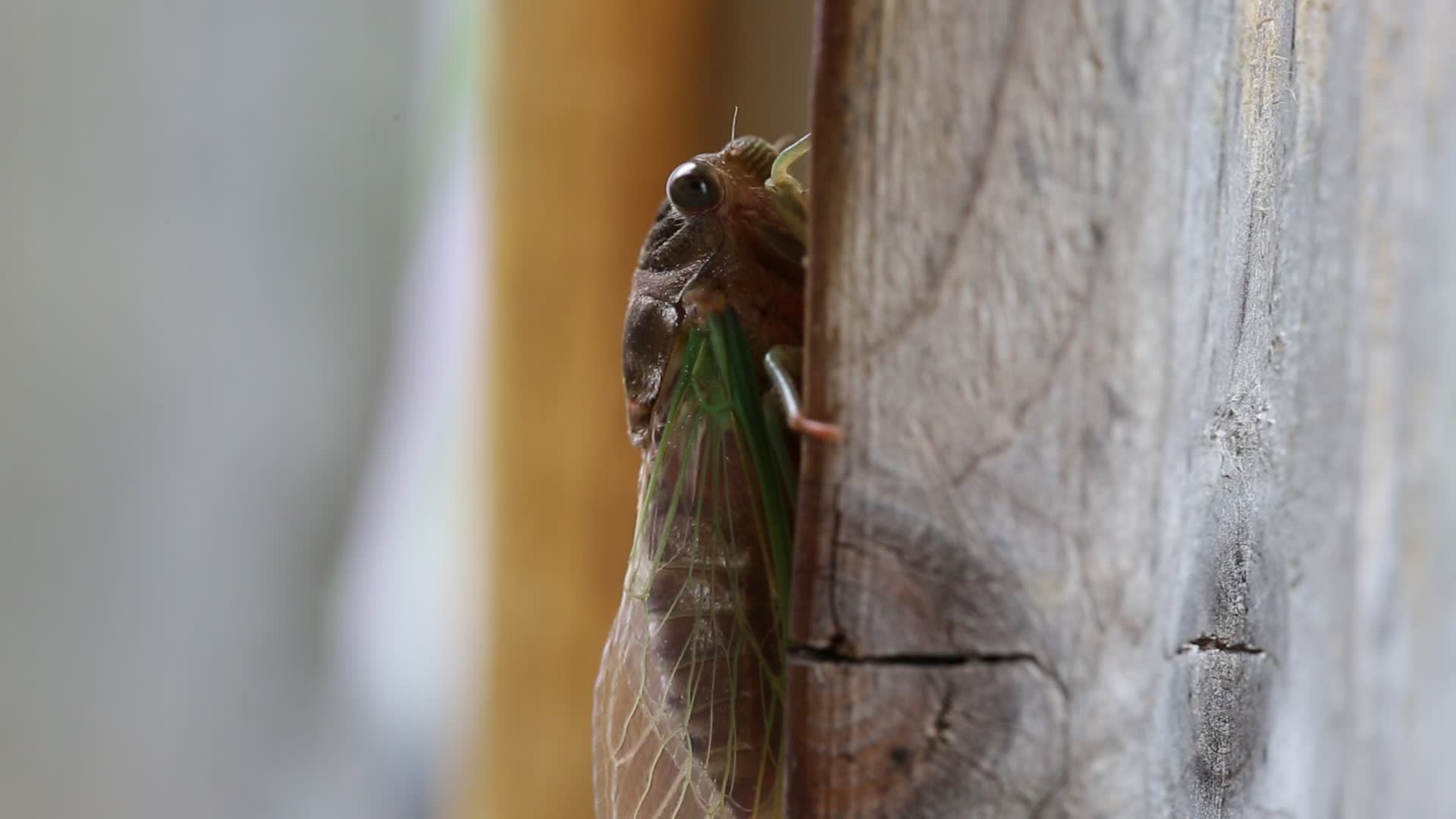 Dog-day cicada