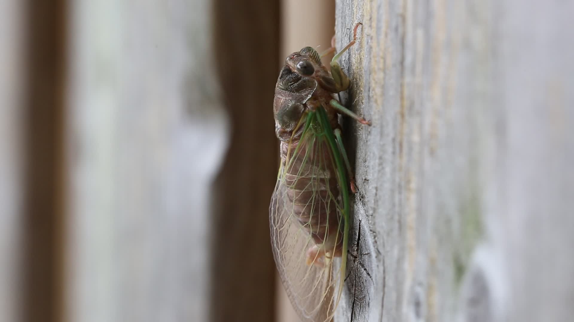 Dog-day cicada