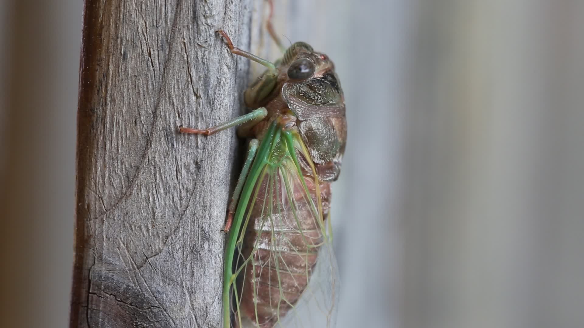 Dog-day cicada