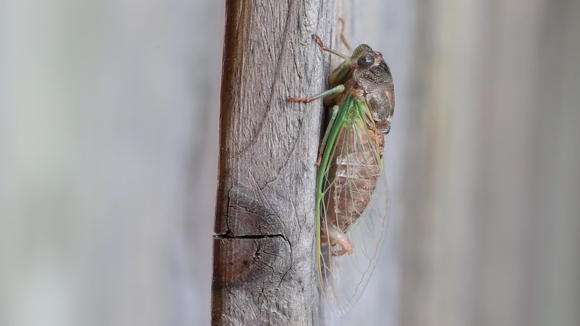 Dog-day cicada