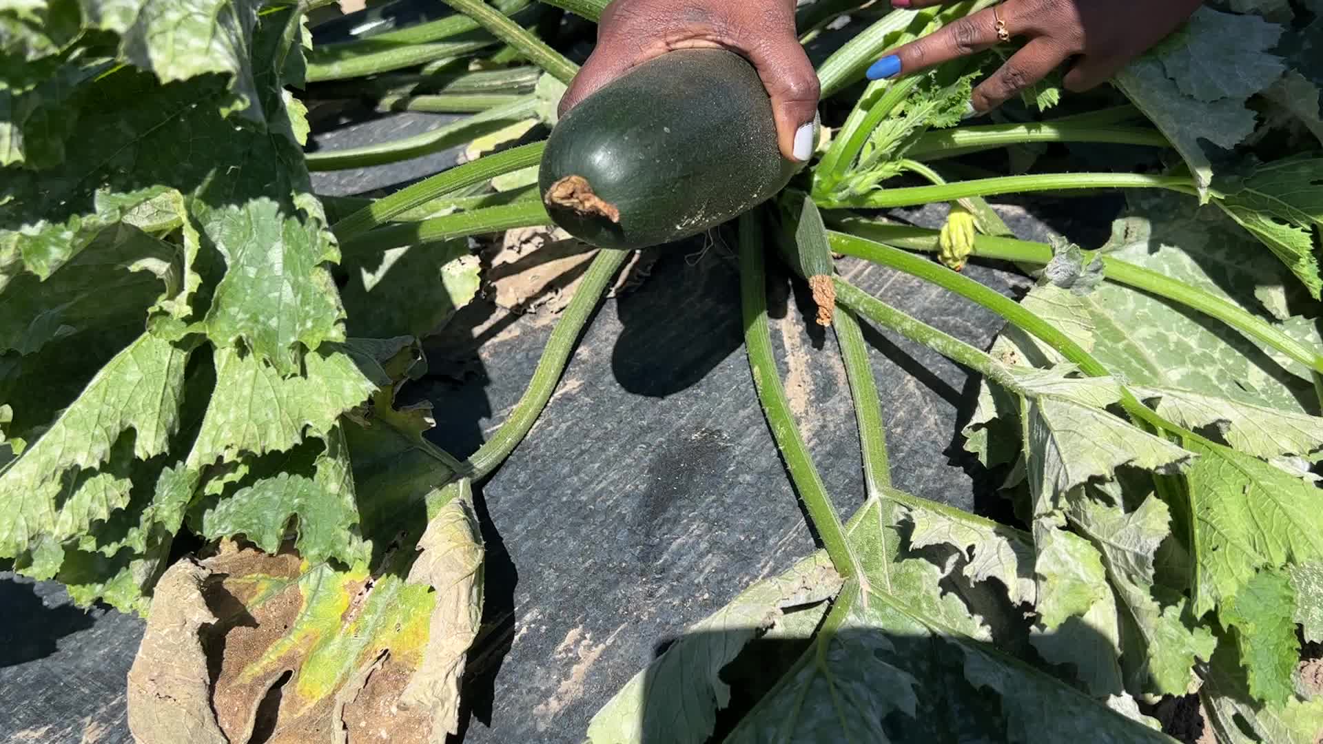 Agriculture in Canada