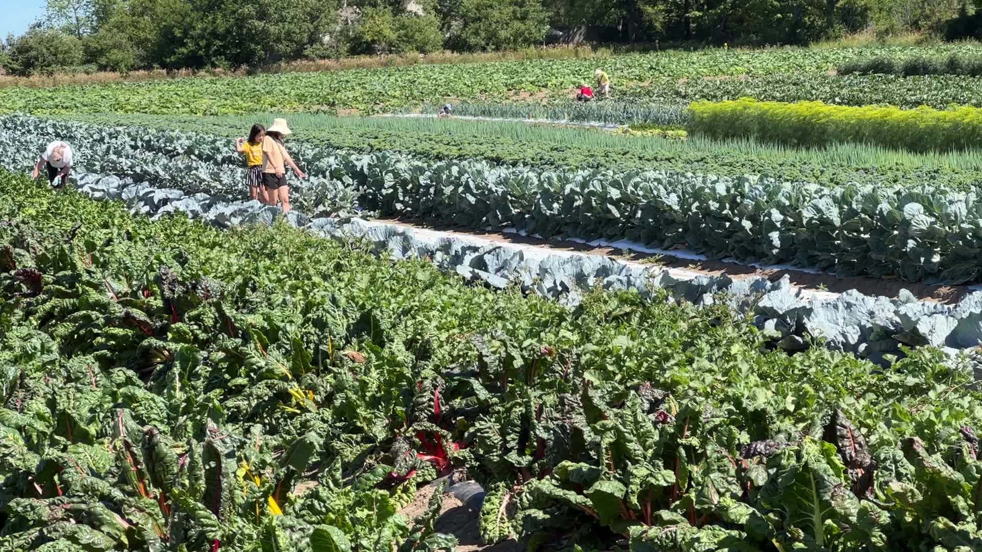 Agriculture in Canada