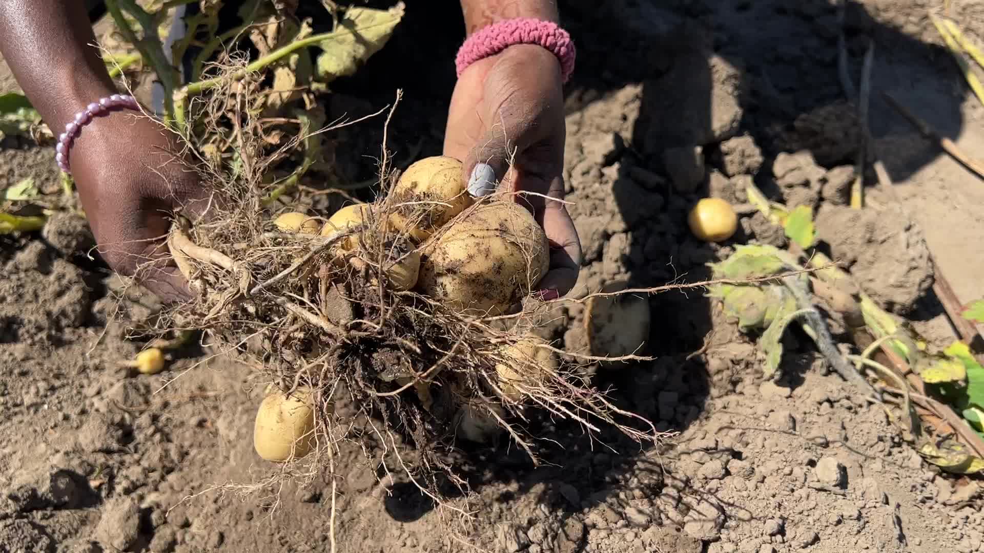 Agriculture in Canada
