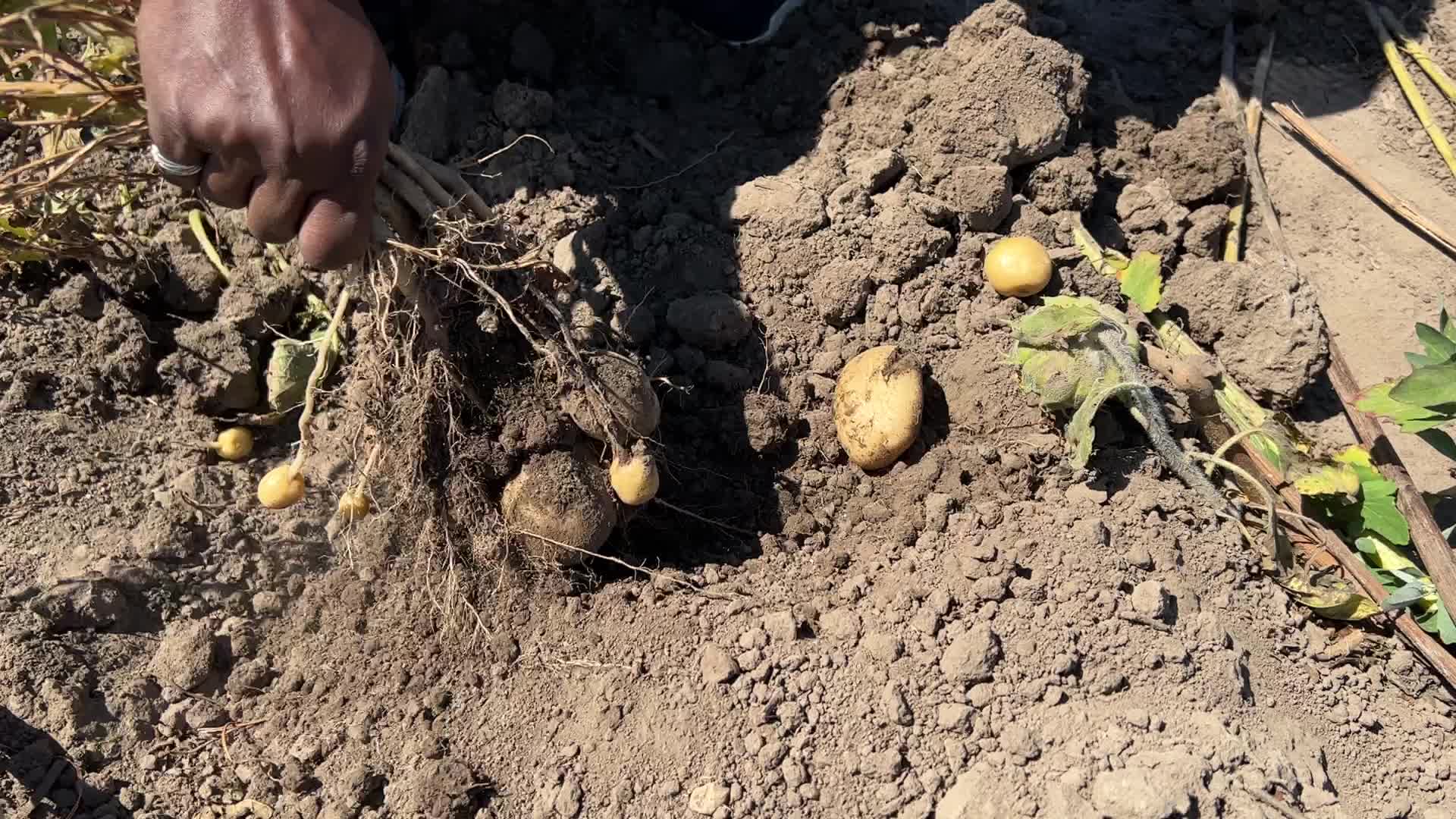 Agriculture in Canada