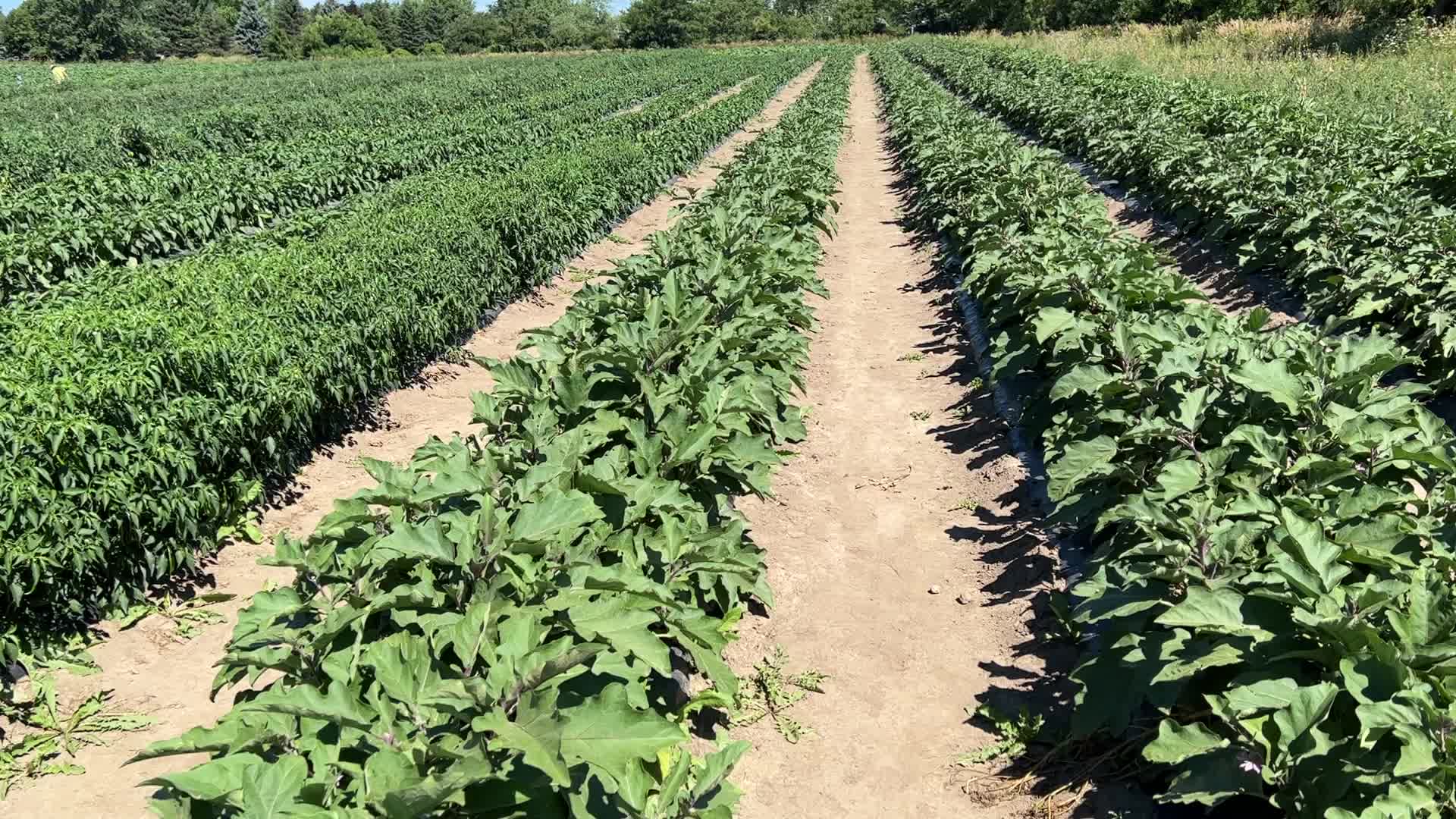Agriculture in Canada