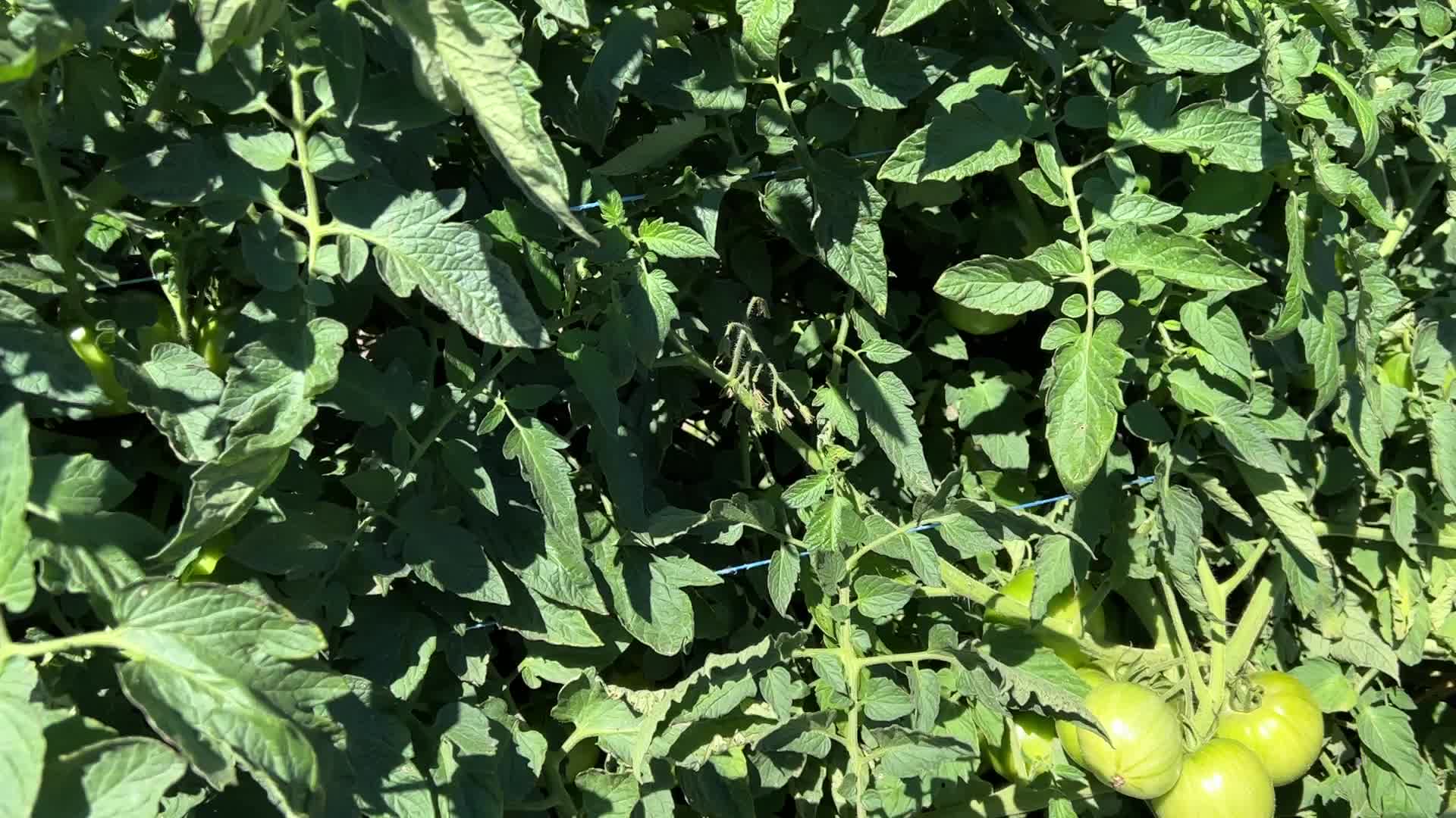 Agriculture in Canada
