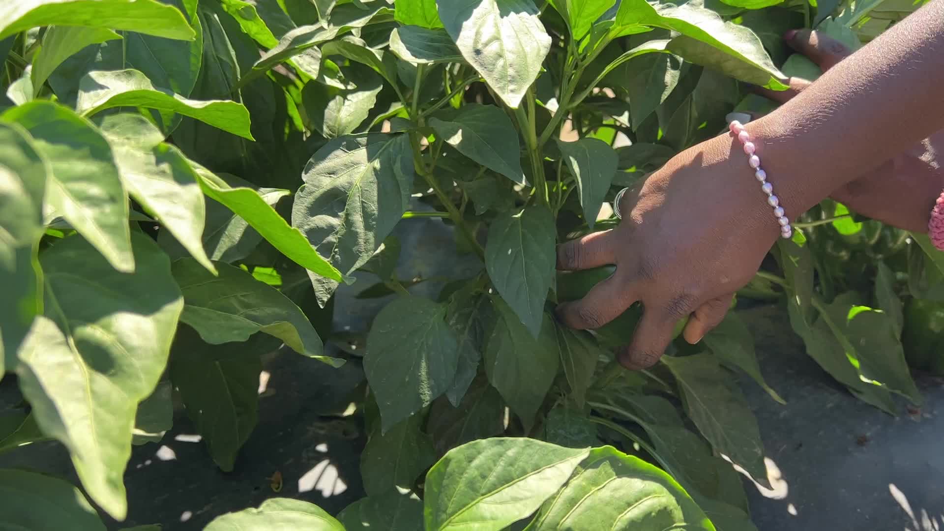 Agriculture in Canada