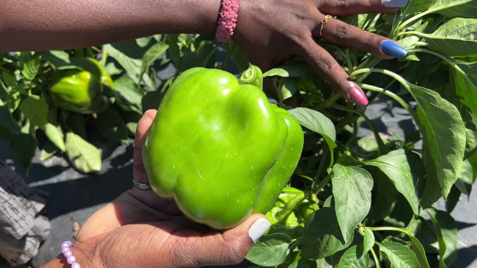 Agriculture in Canada