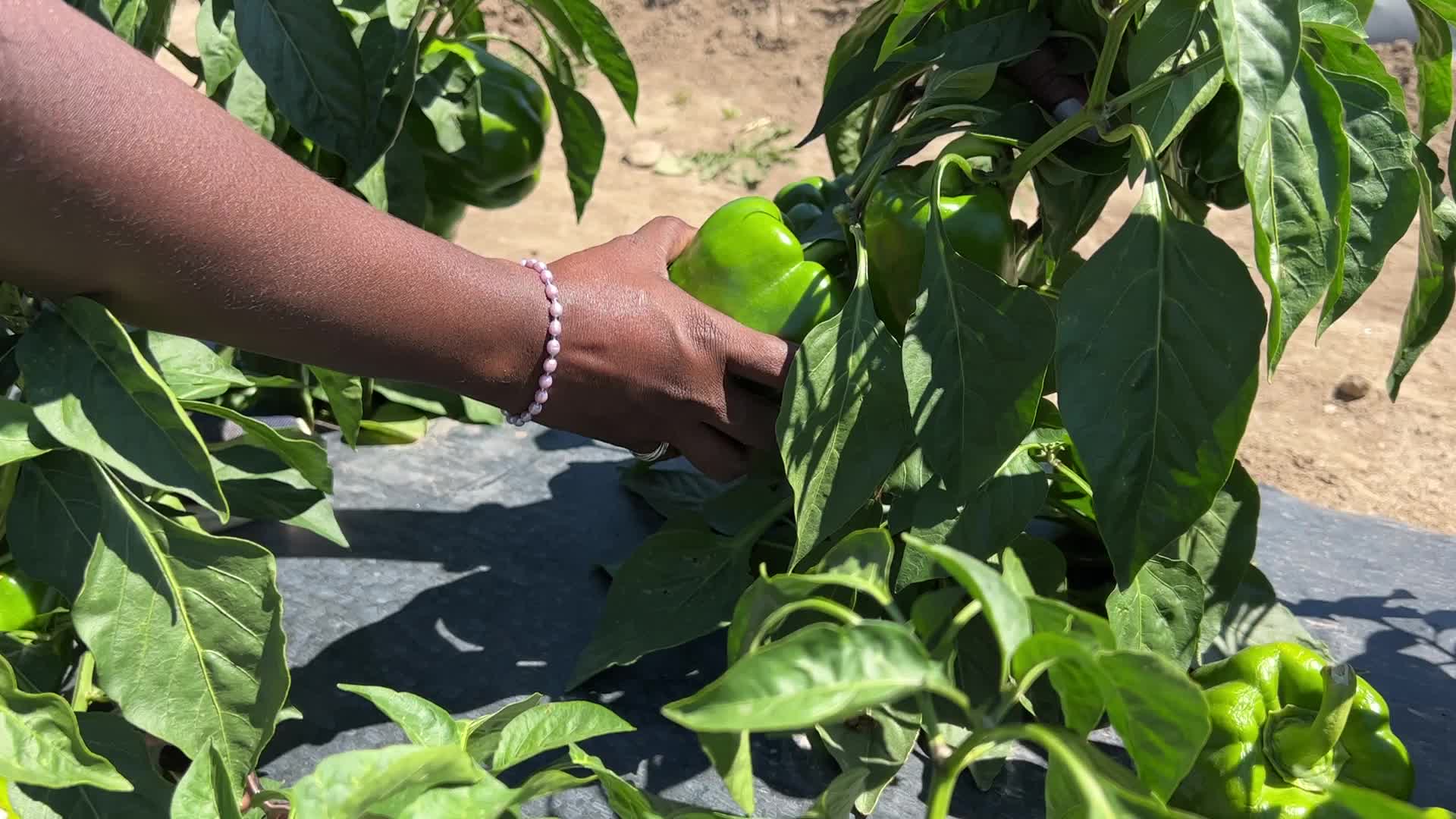Agriculture in Canada