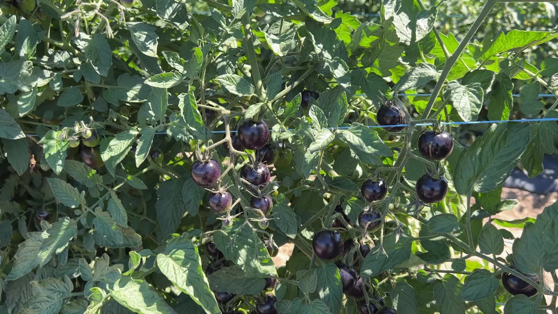Agriculture in Canada