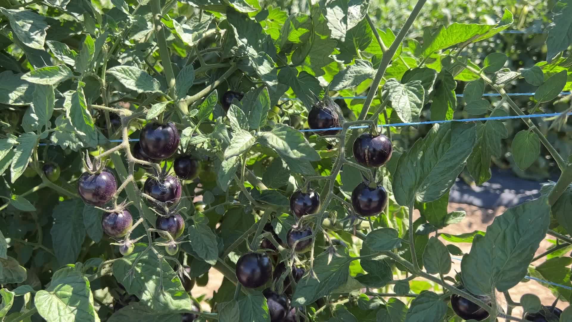 Agriculture in Canada