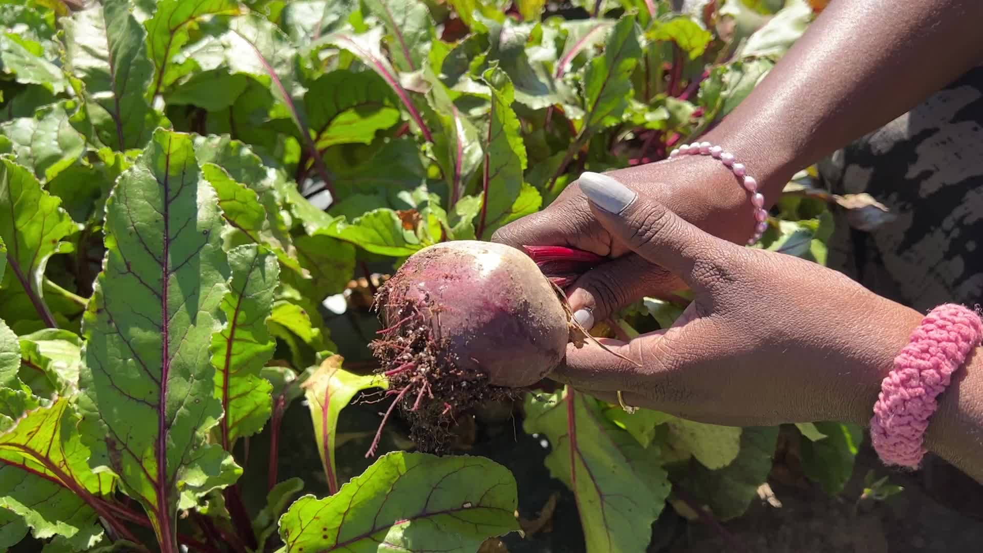 Agriculture in Canada