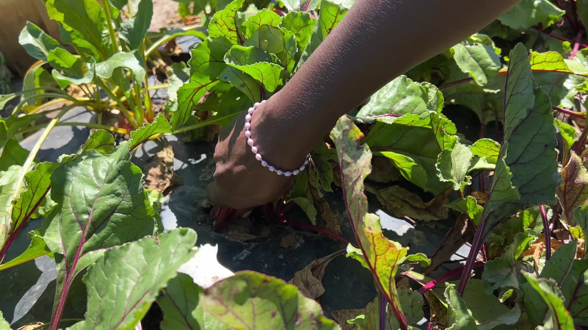 Agriculture in Canada