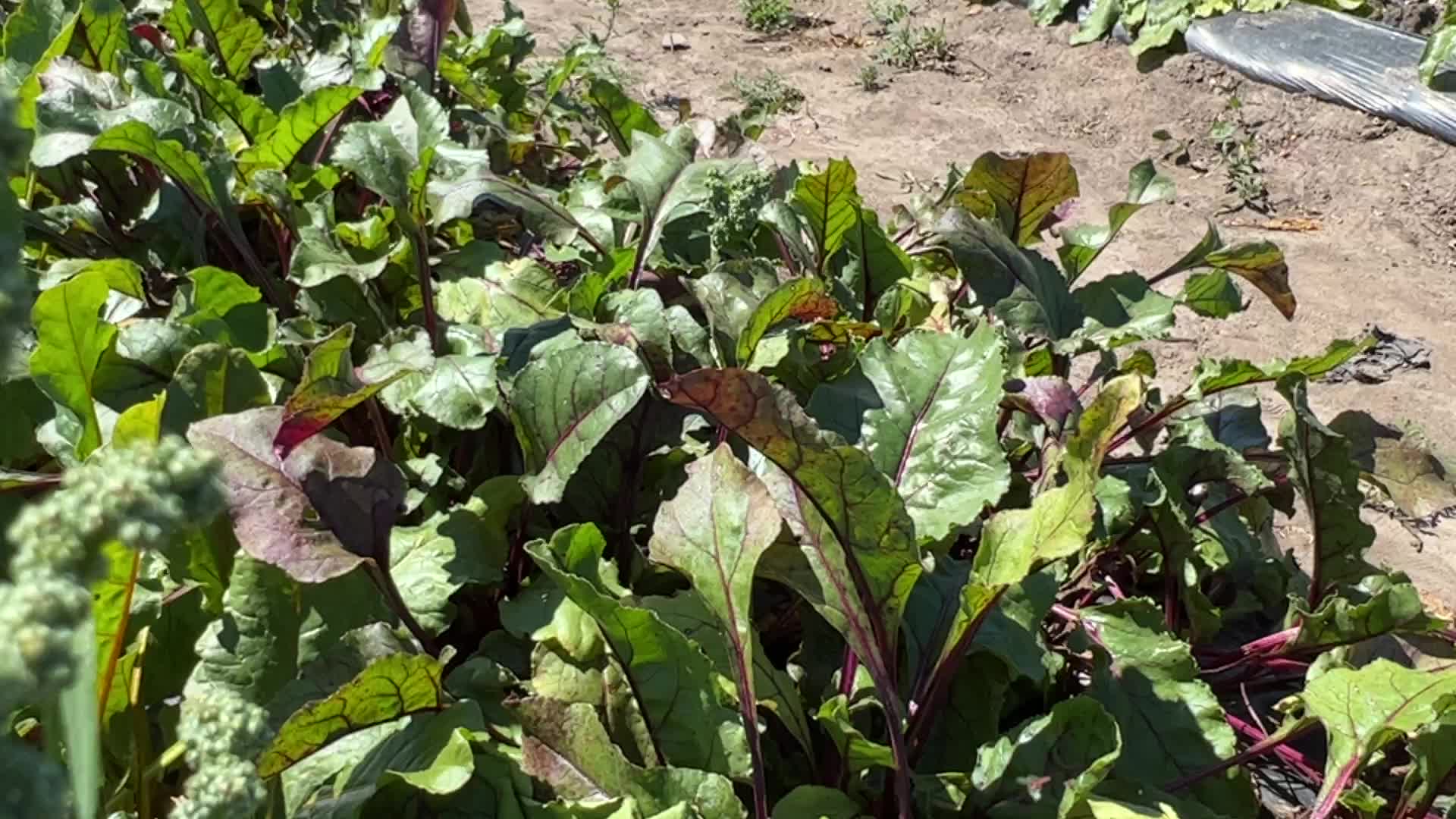 Agriculture in Canada