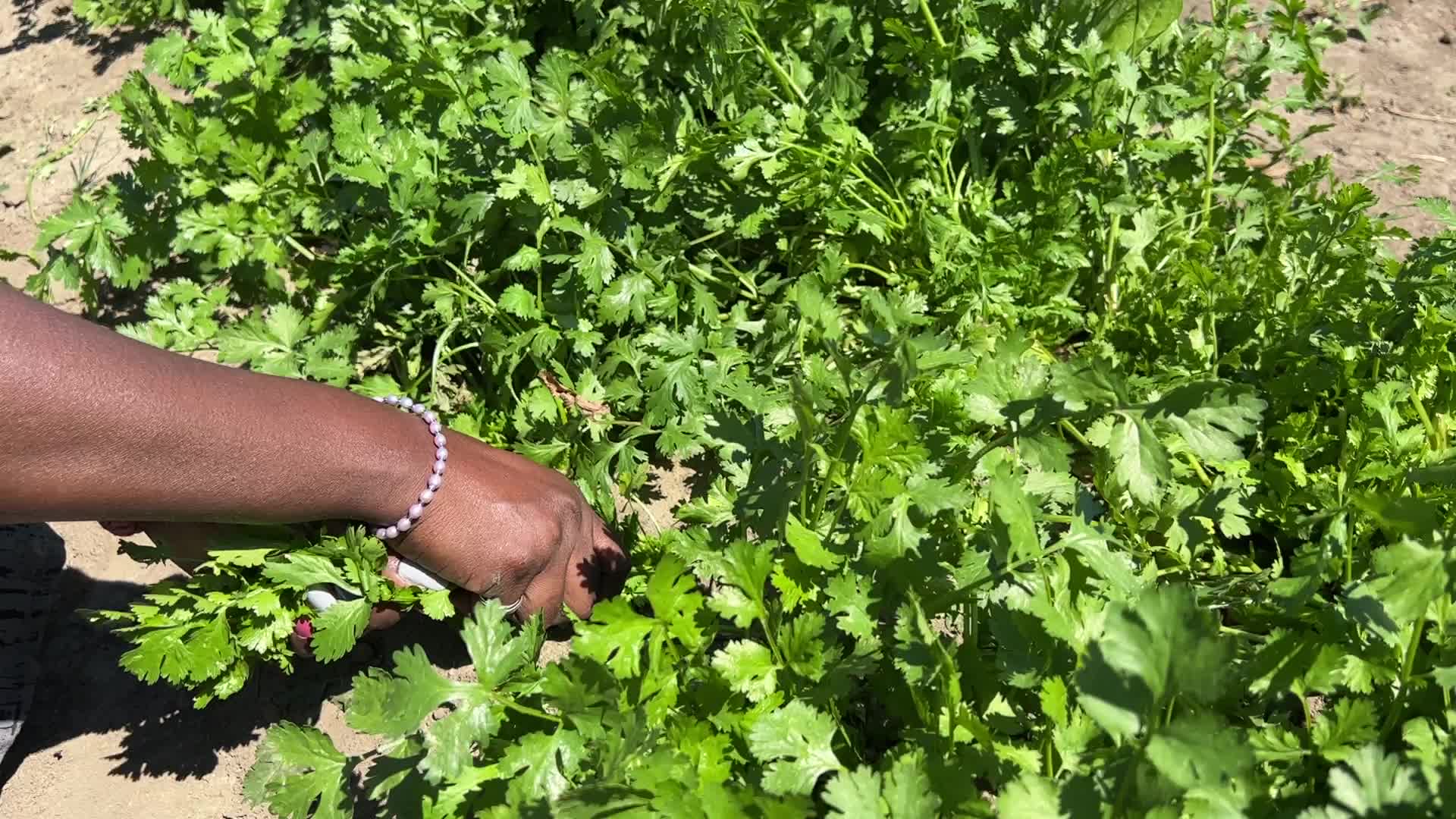 Agriculture in Canada