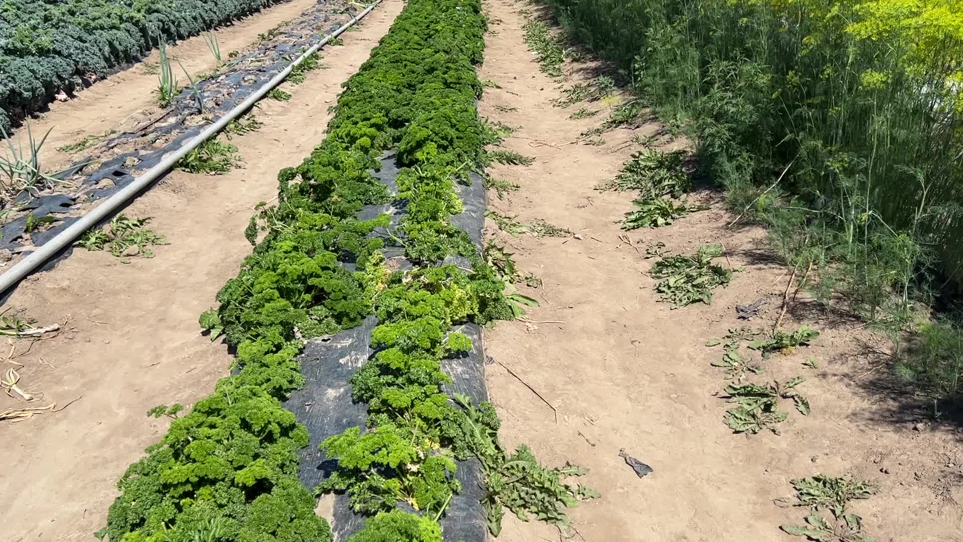 Agriculture in Canada