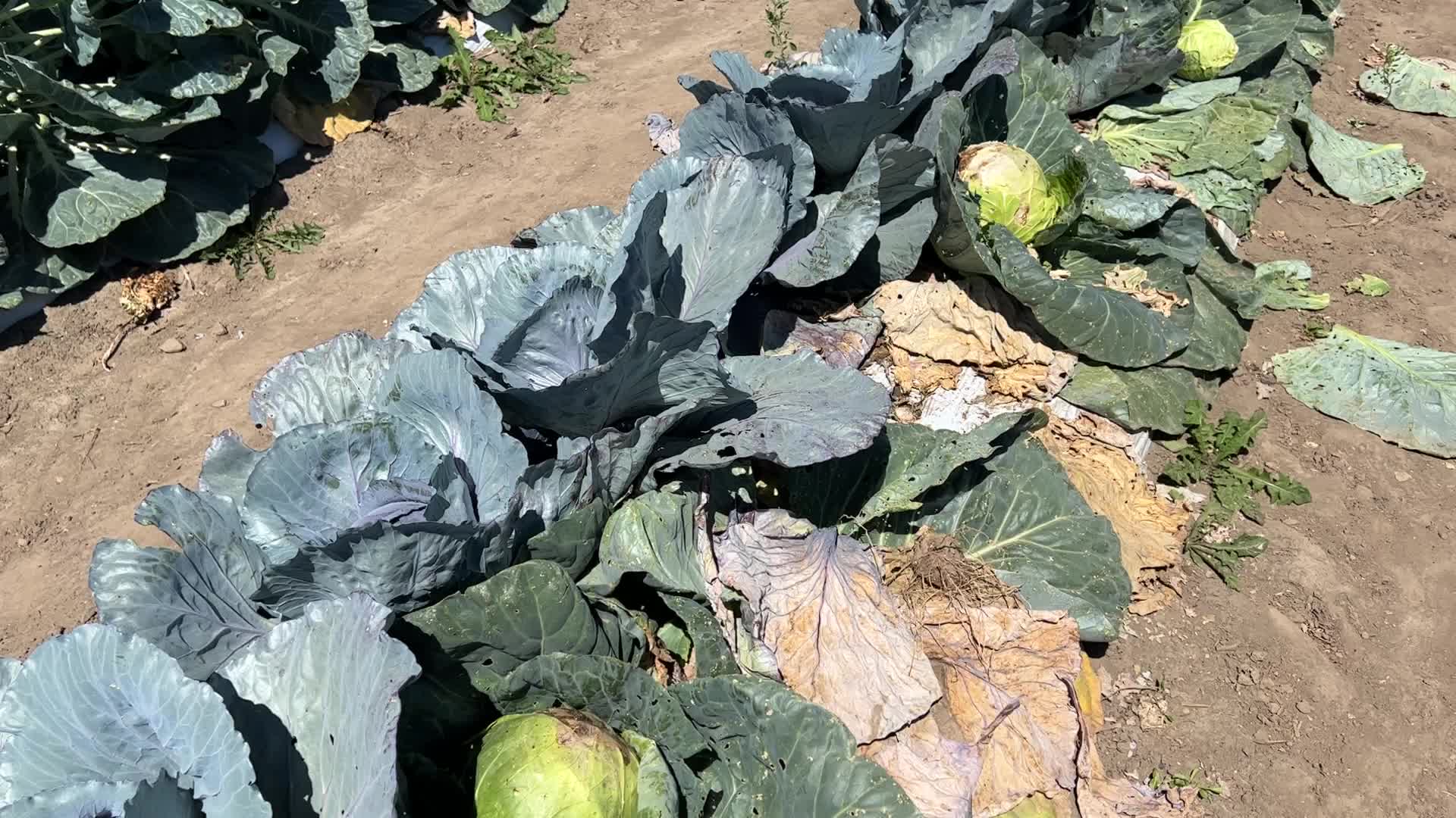 Agriculture in Canada