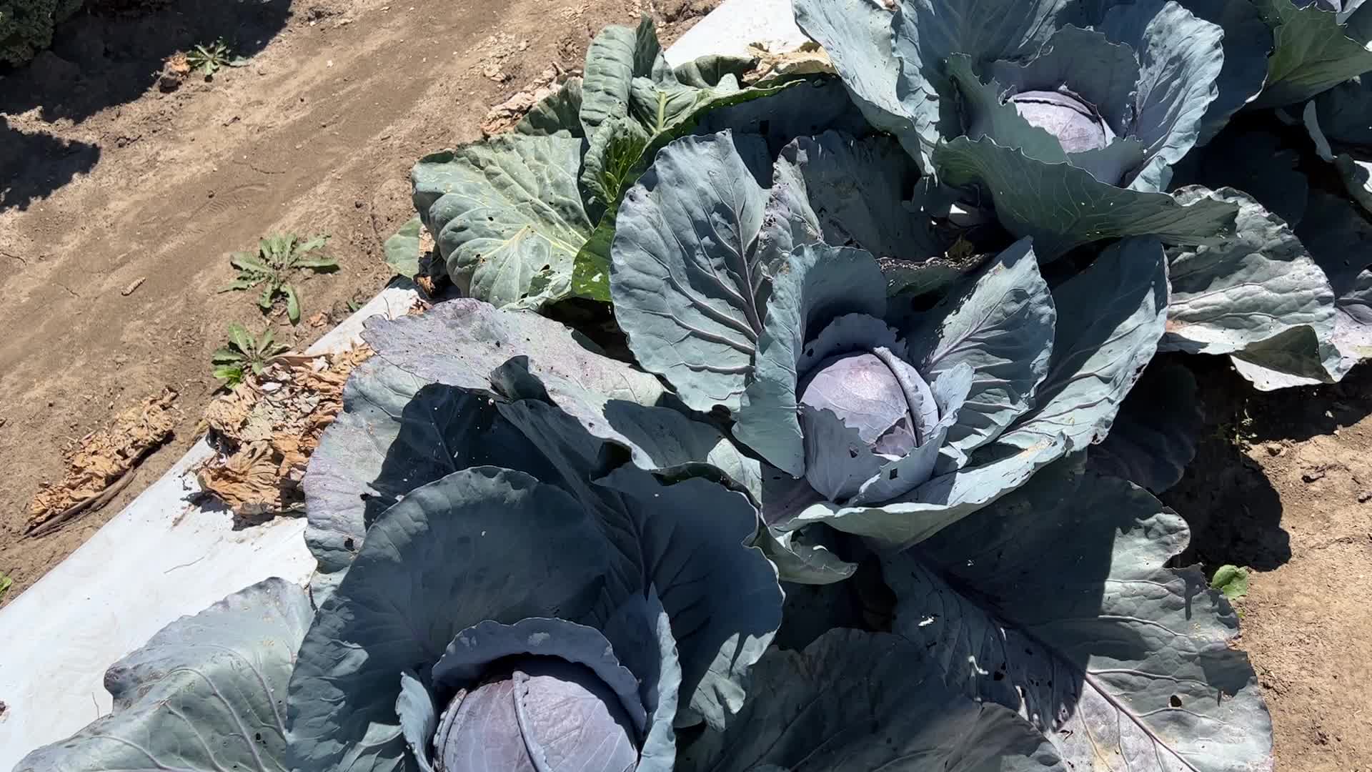 Agriculture in Canada