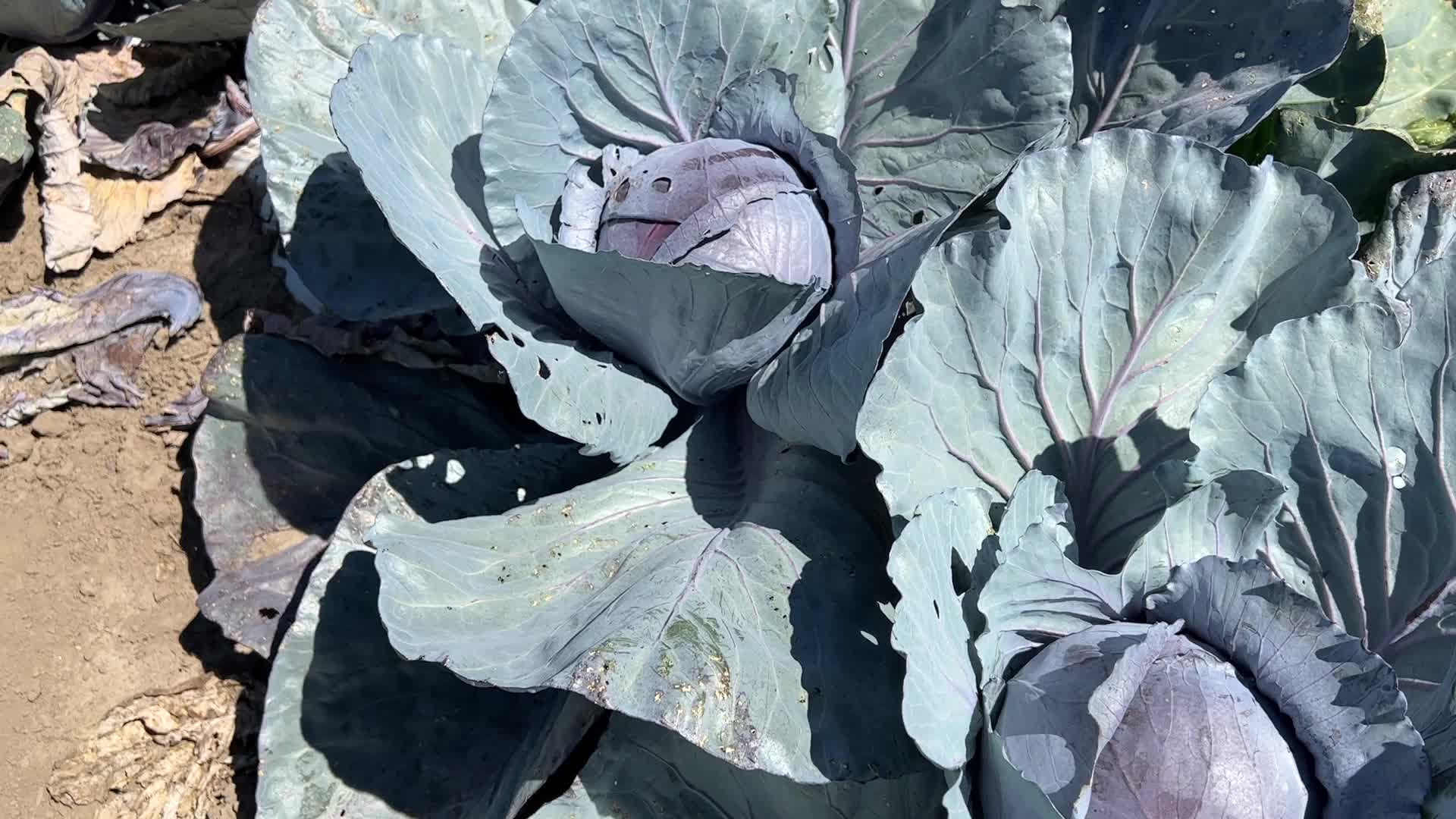 Agriculture in Canada