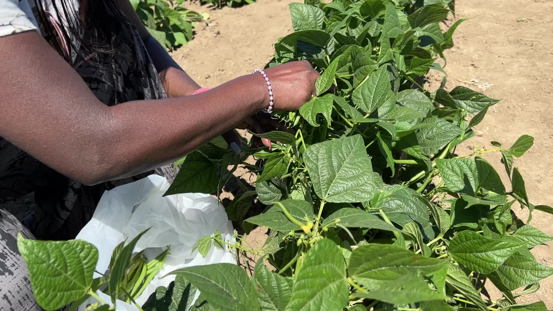 Agriculture in Canada