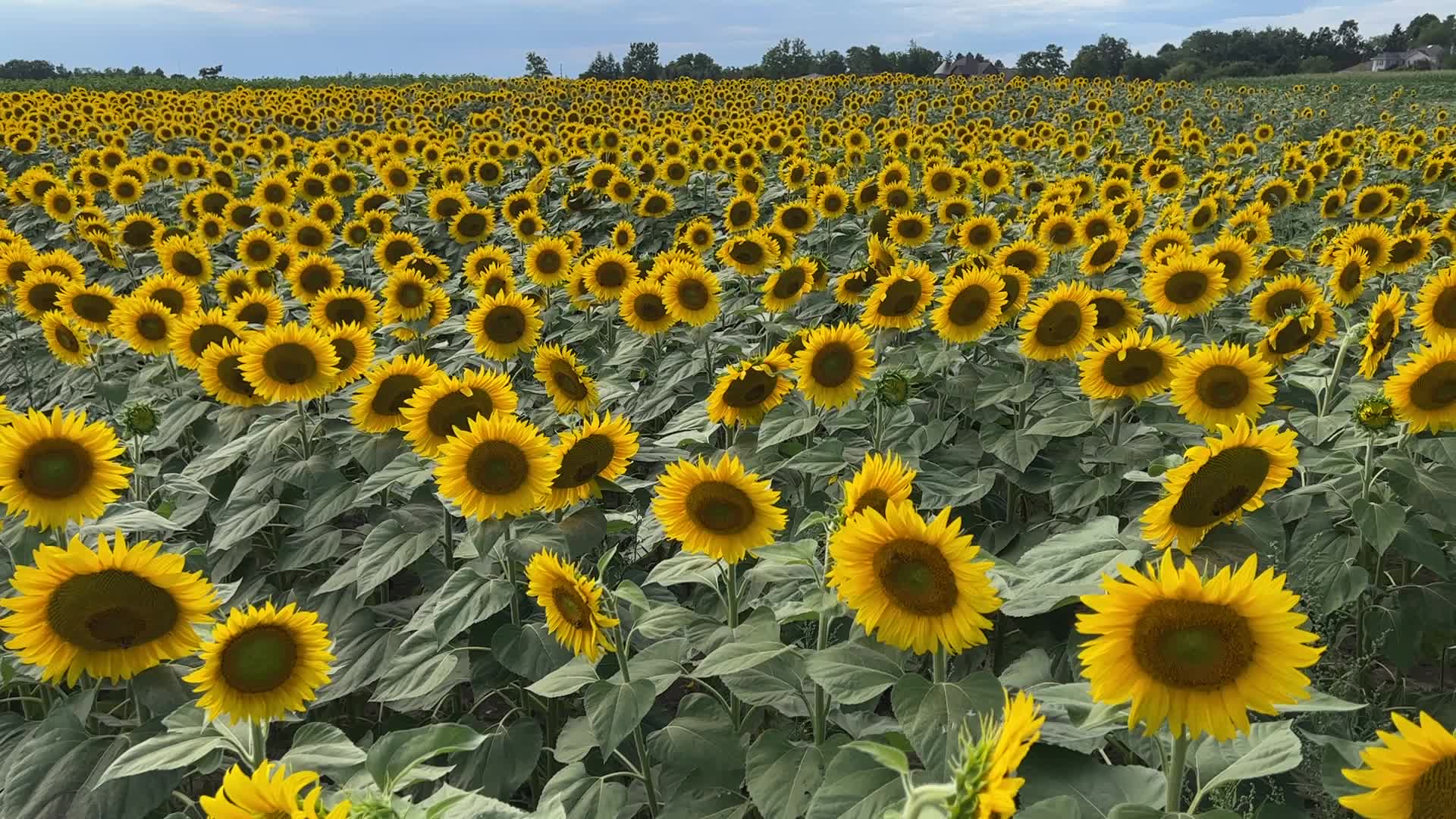 Sunflower field in Canada