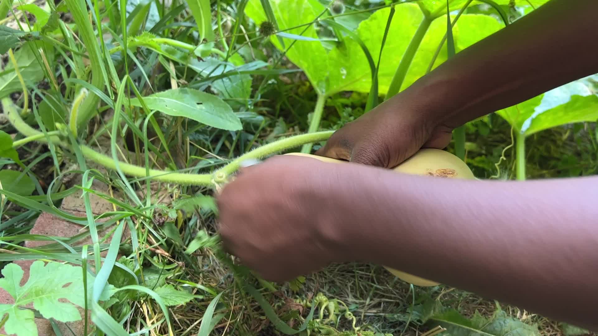 Agriculture in Canada