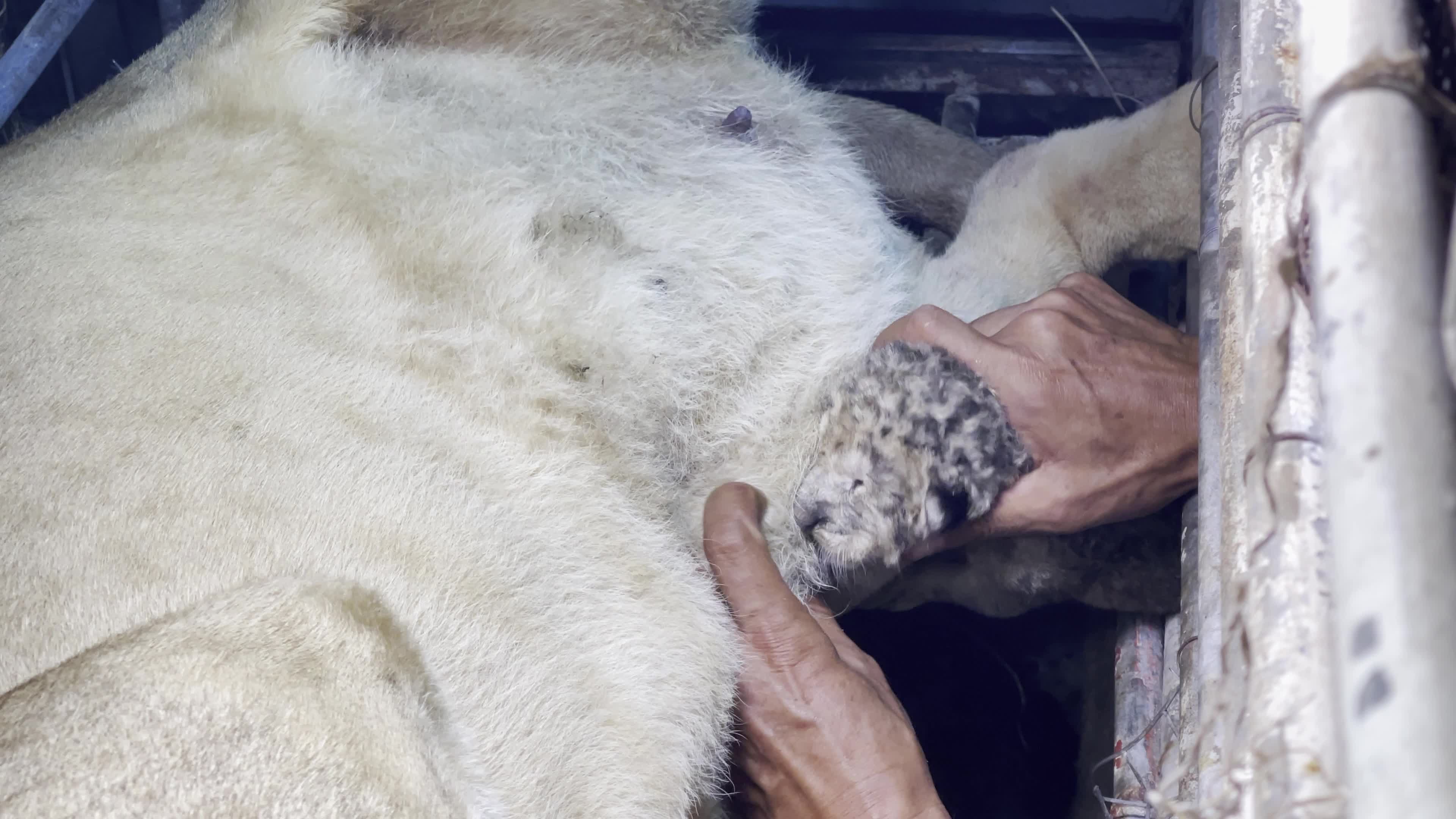 One Day Old Lions At Nama Zoo In Gaza, Palestine