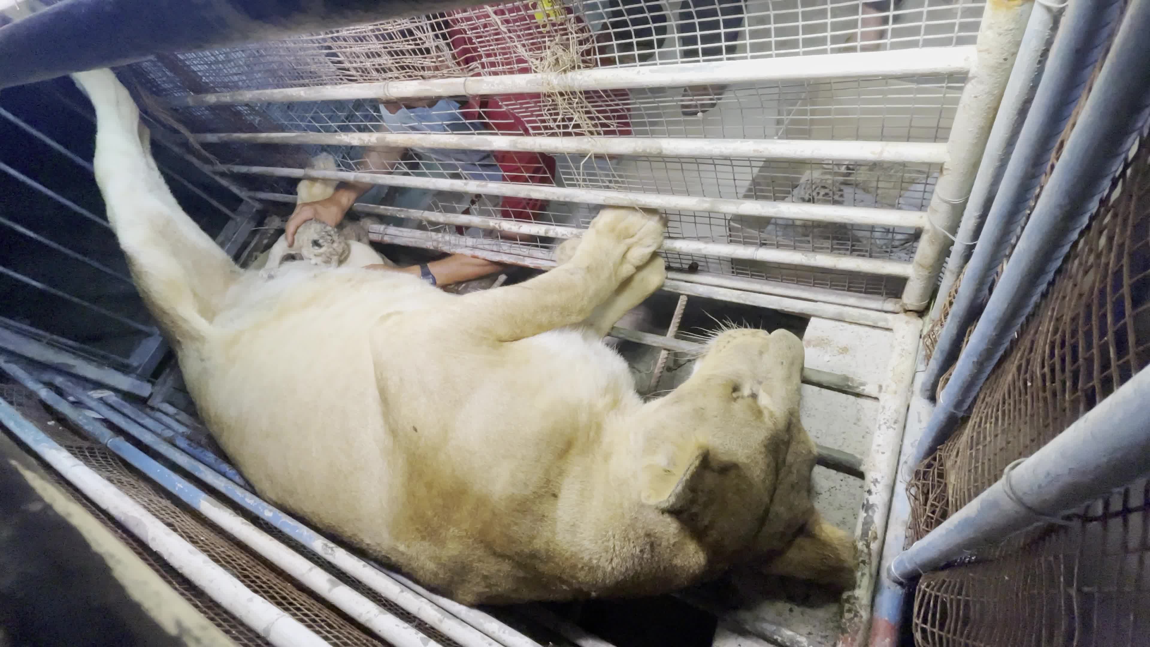 One Day Old Lions At Nama Zoo In Gaza, Palestine