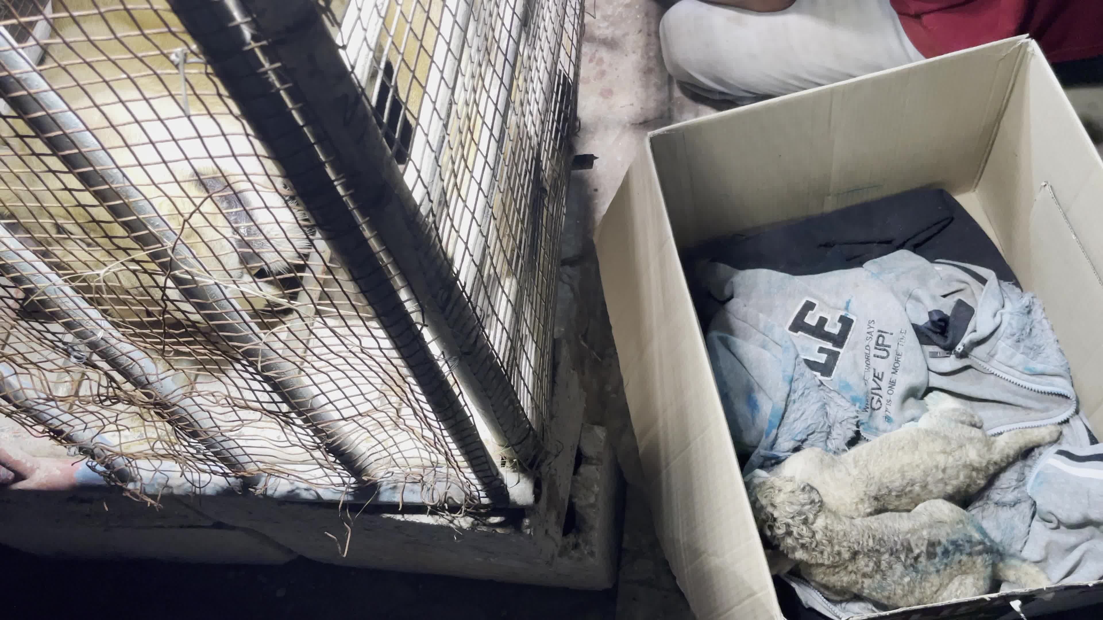 One Day Old Lions At Nama Zoo In Gaza, Palestine