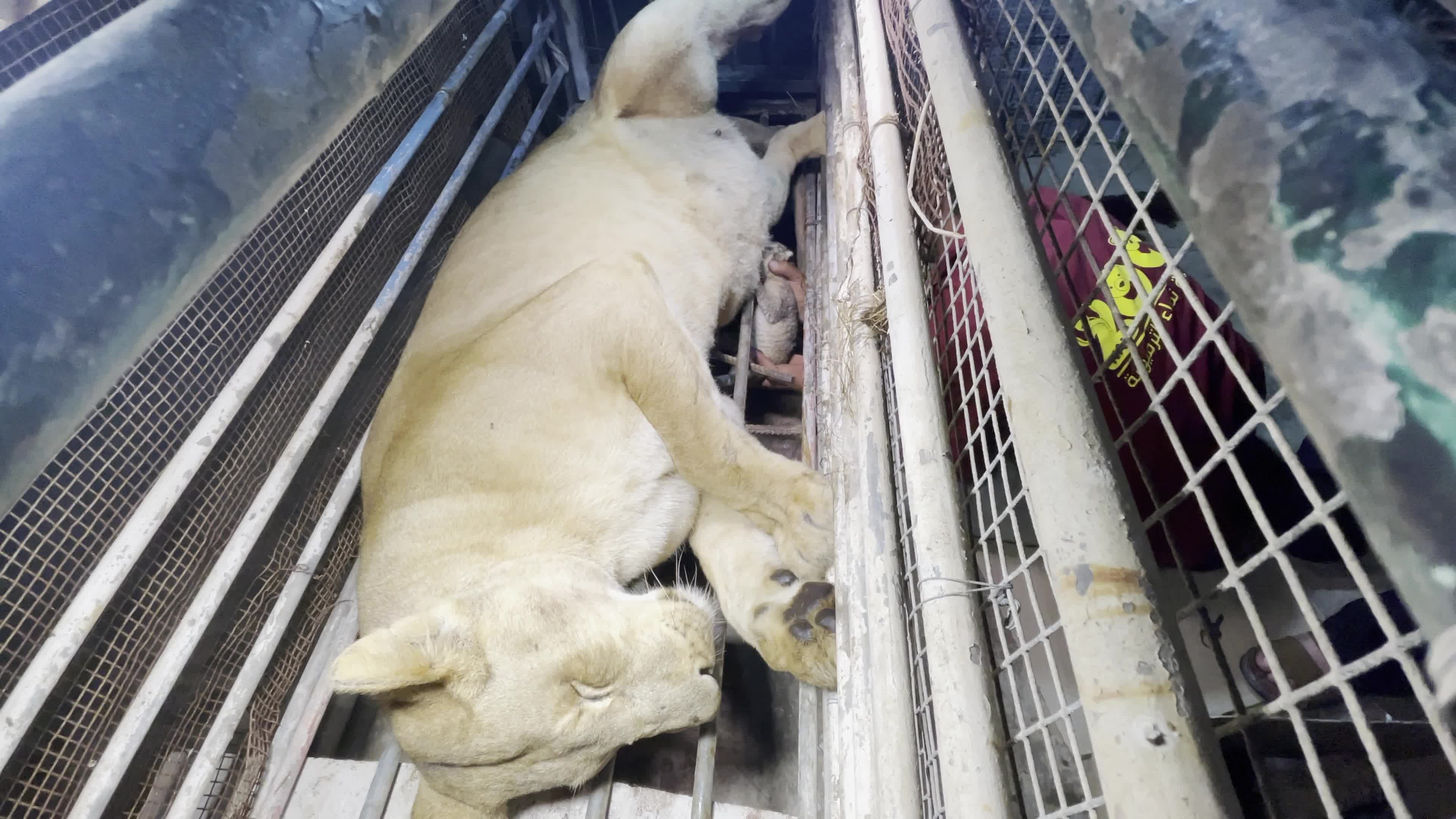 One Day Old Lions At Nama Zoo In Gaza, Palestine