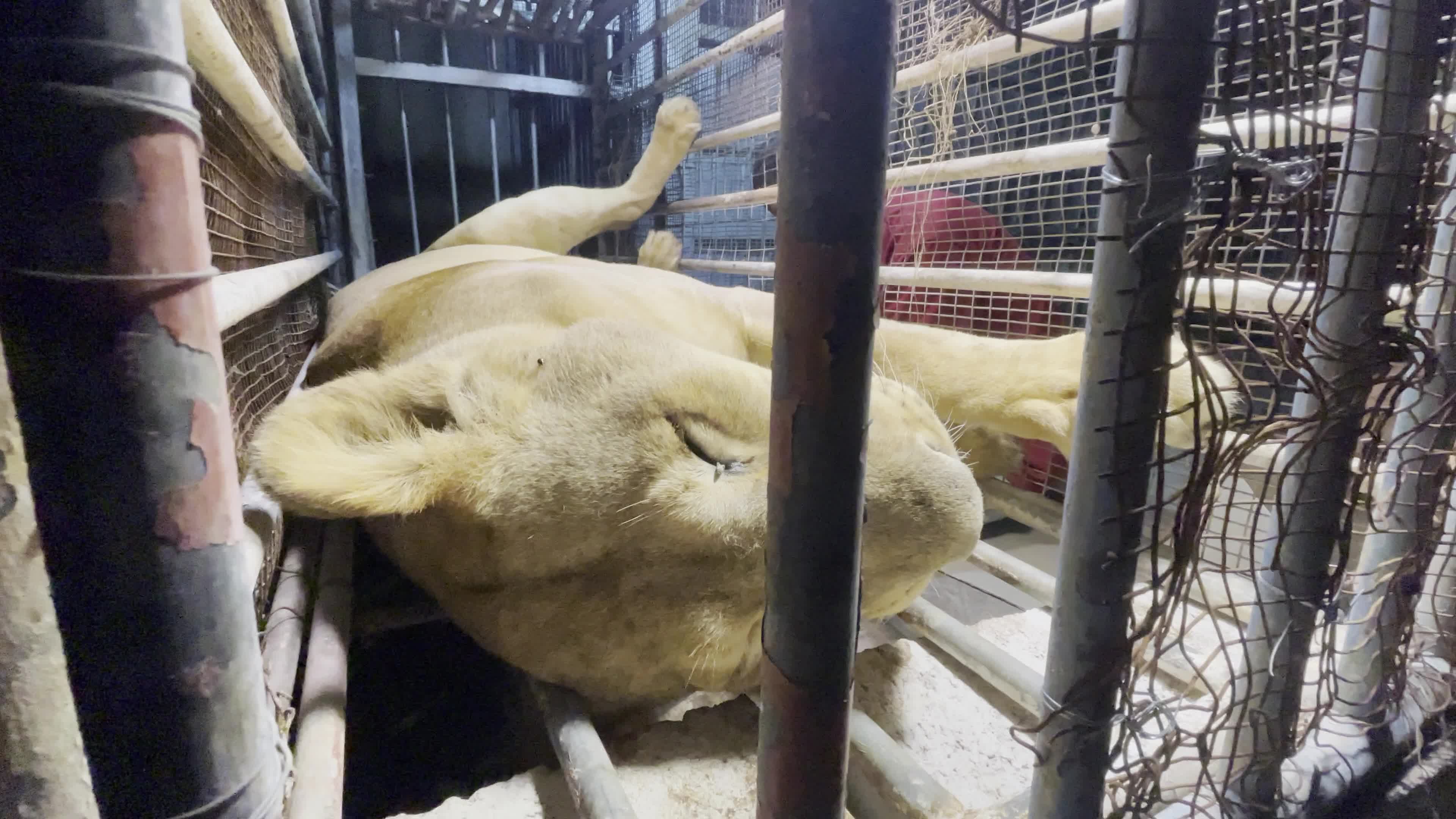 One Day Old Lions At Nama Zoo In Gaza, Palestine