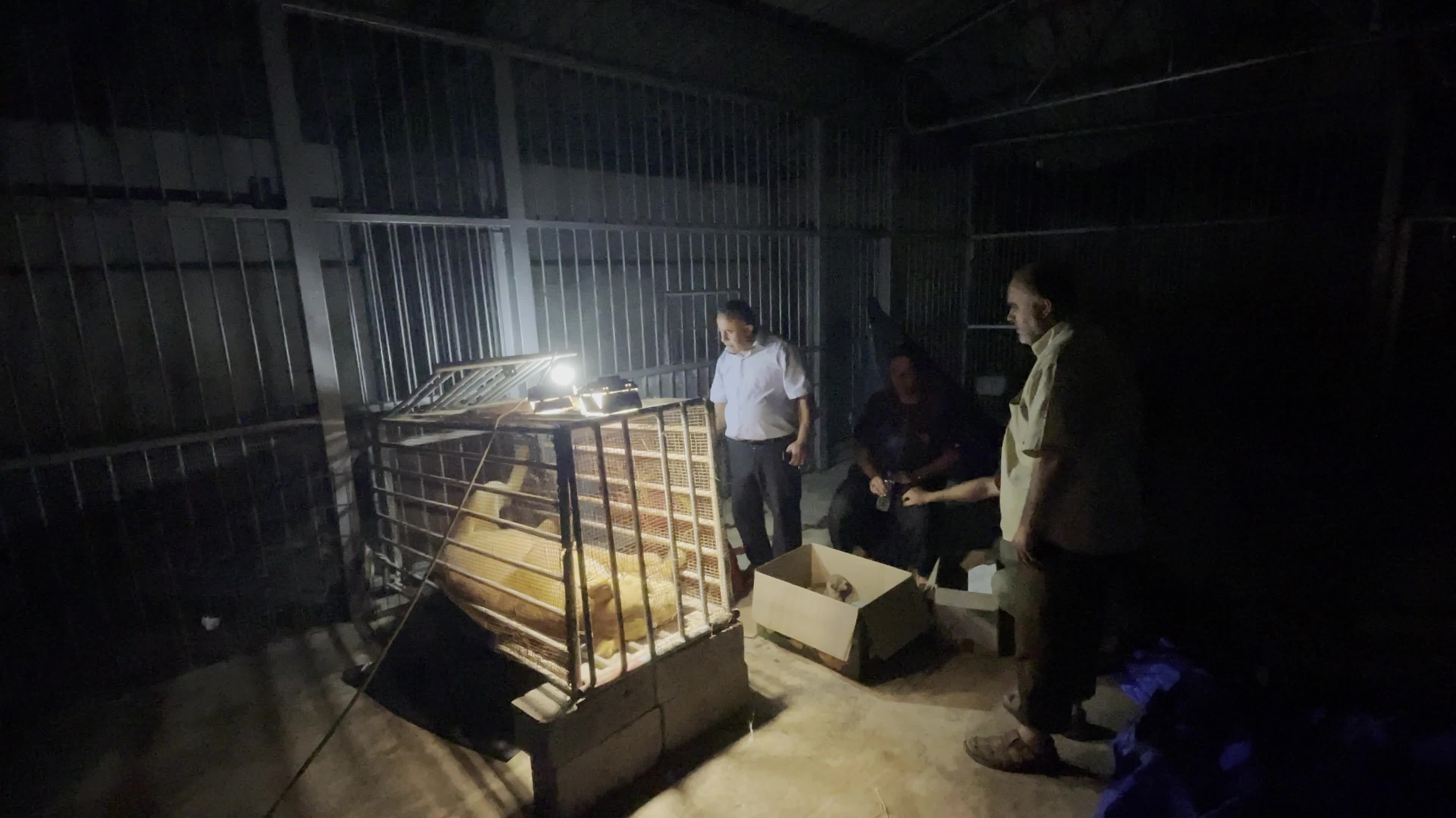 One Day Old Lions At Nama Zoo In Gaza, Palestine