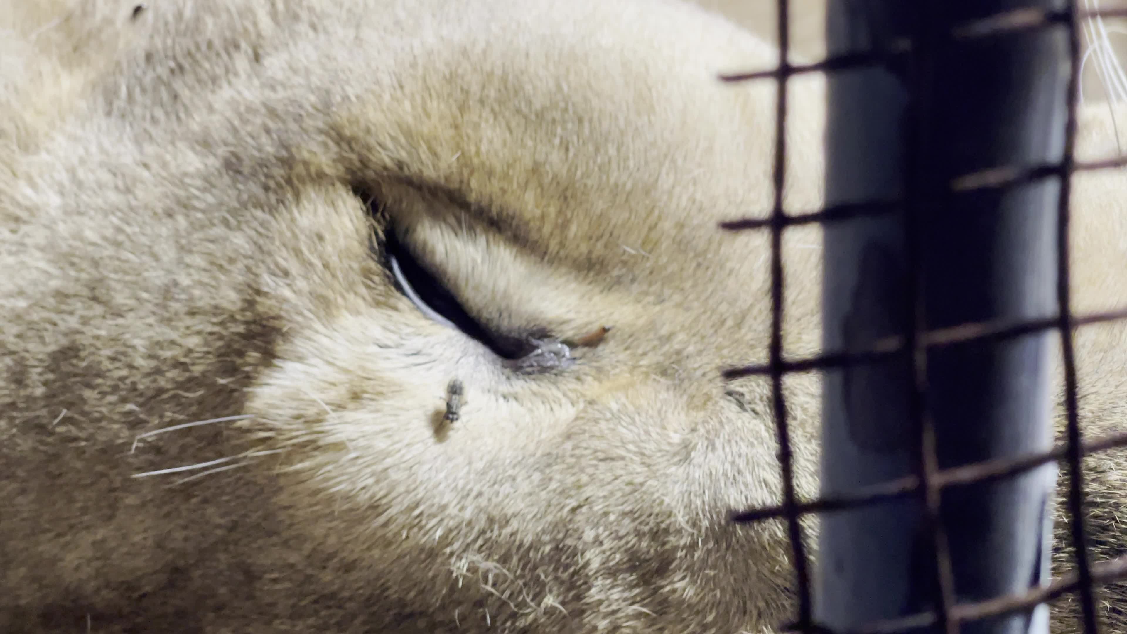 One Day Old Lions At Nama Zoo In Gaza, Palestine
