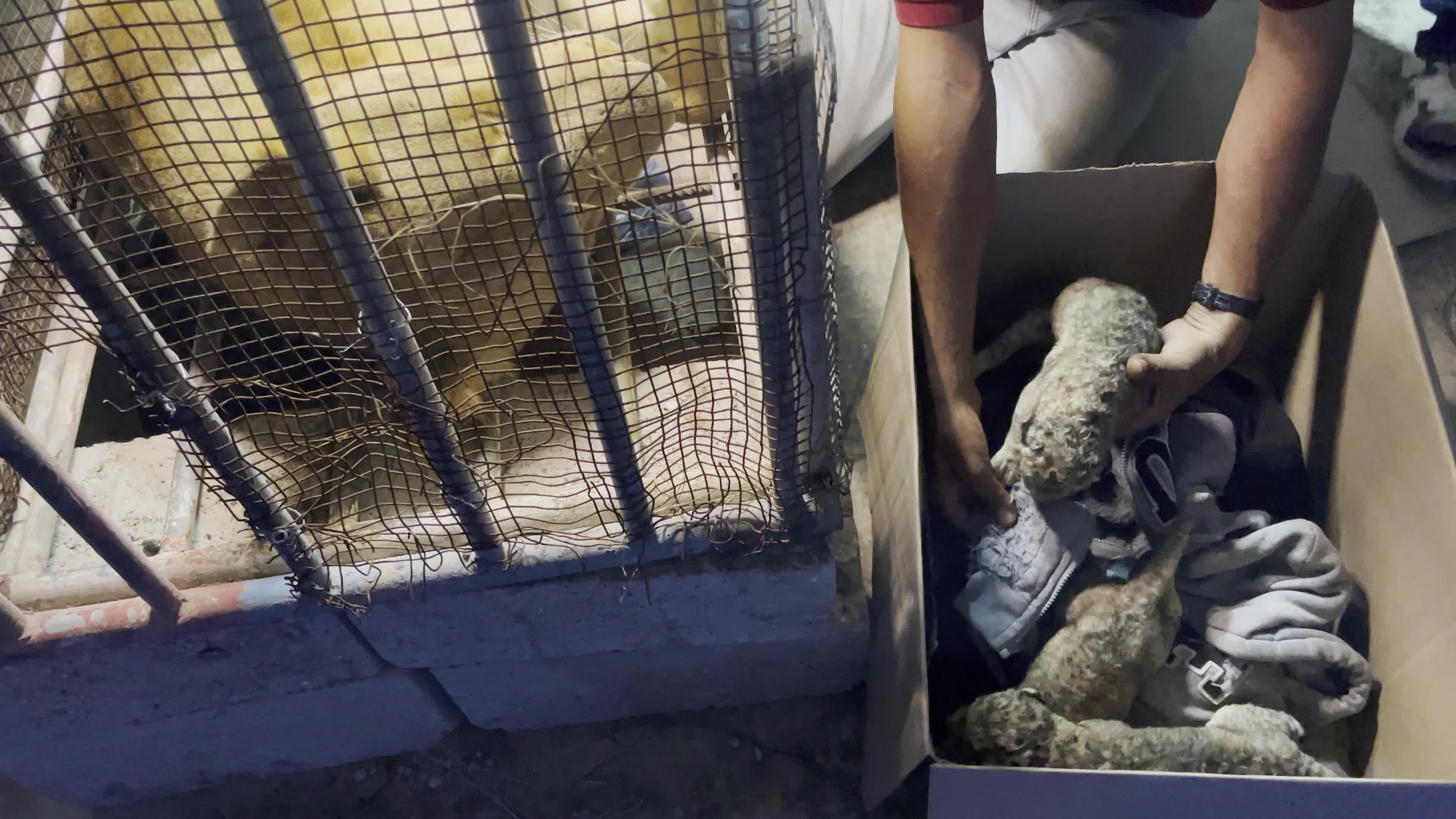One Day Old Lions At Nama Zoo In Gaza, Palestine