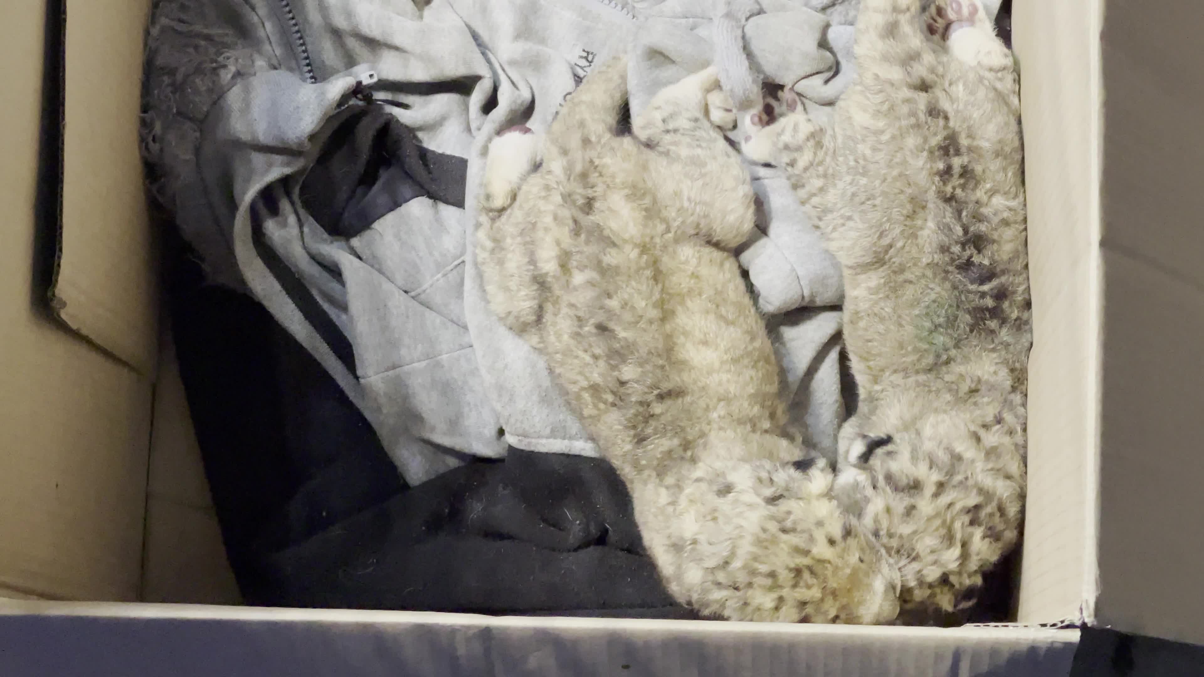 One Day Old Lions At Nama Zoo In Gaza, Palestine