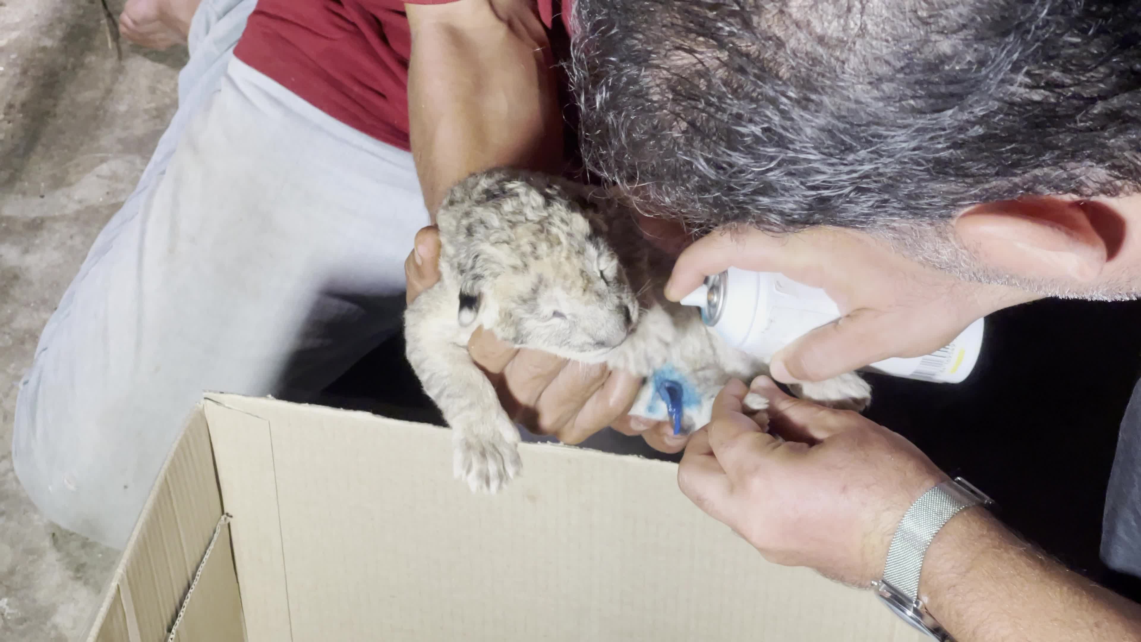 One Day Old Lions At Nama Zoo In Gaza, Palestine