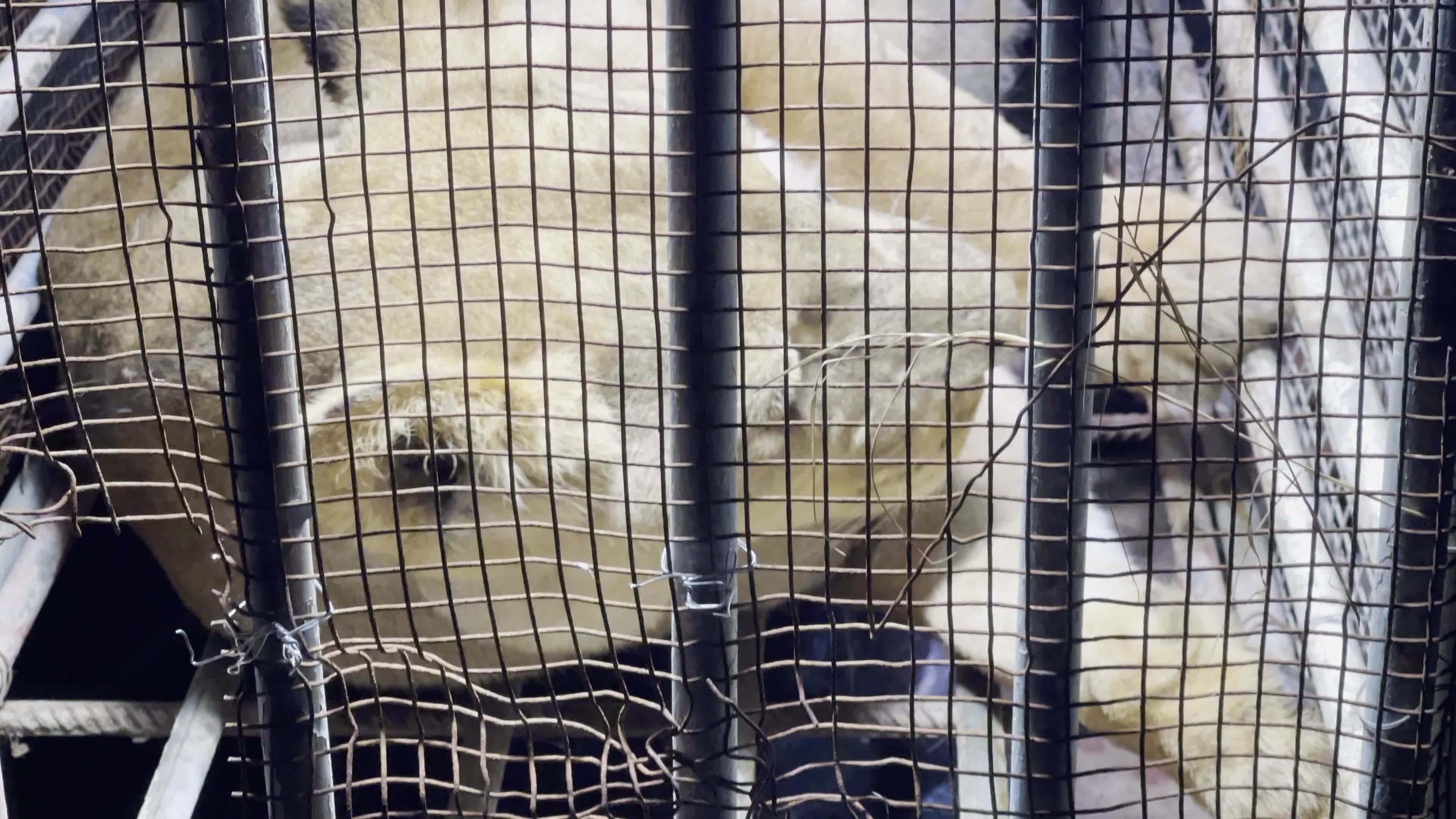 One Day Old Lions At Nama Zoo In Gaza, Palestine