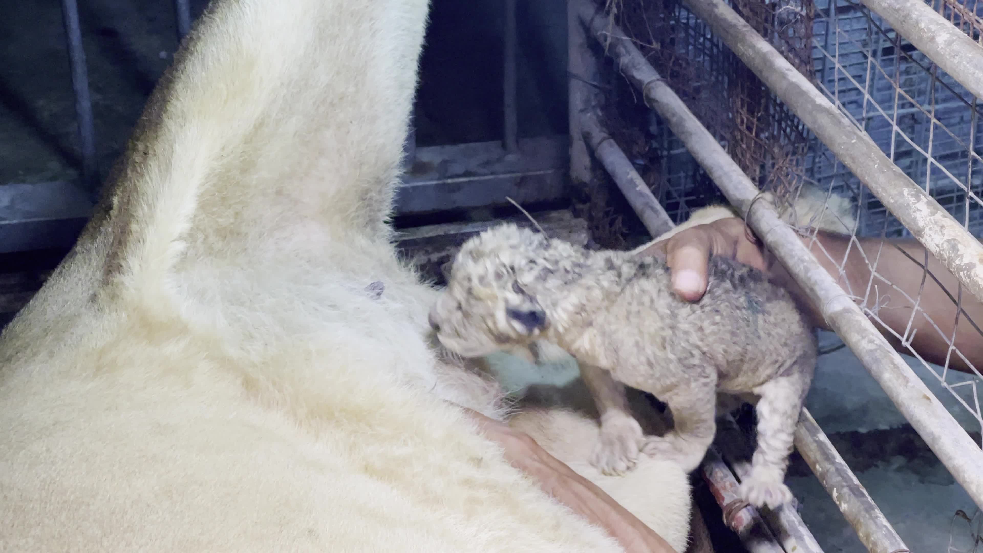 One Day Old Lions At Nama Zoo In Gaza, Palestine